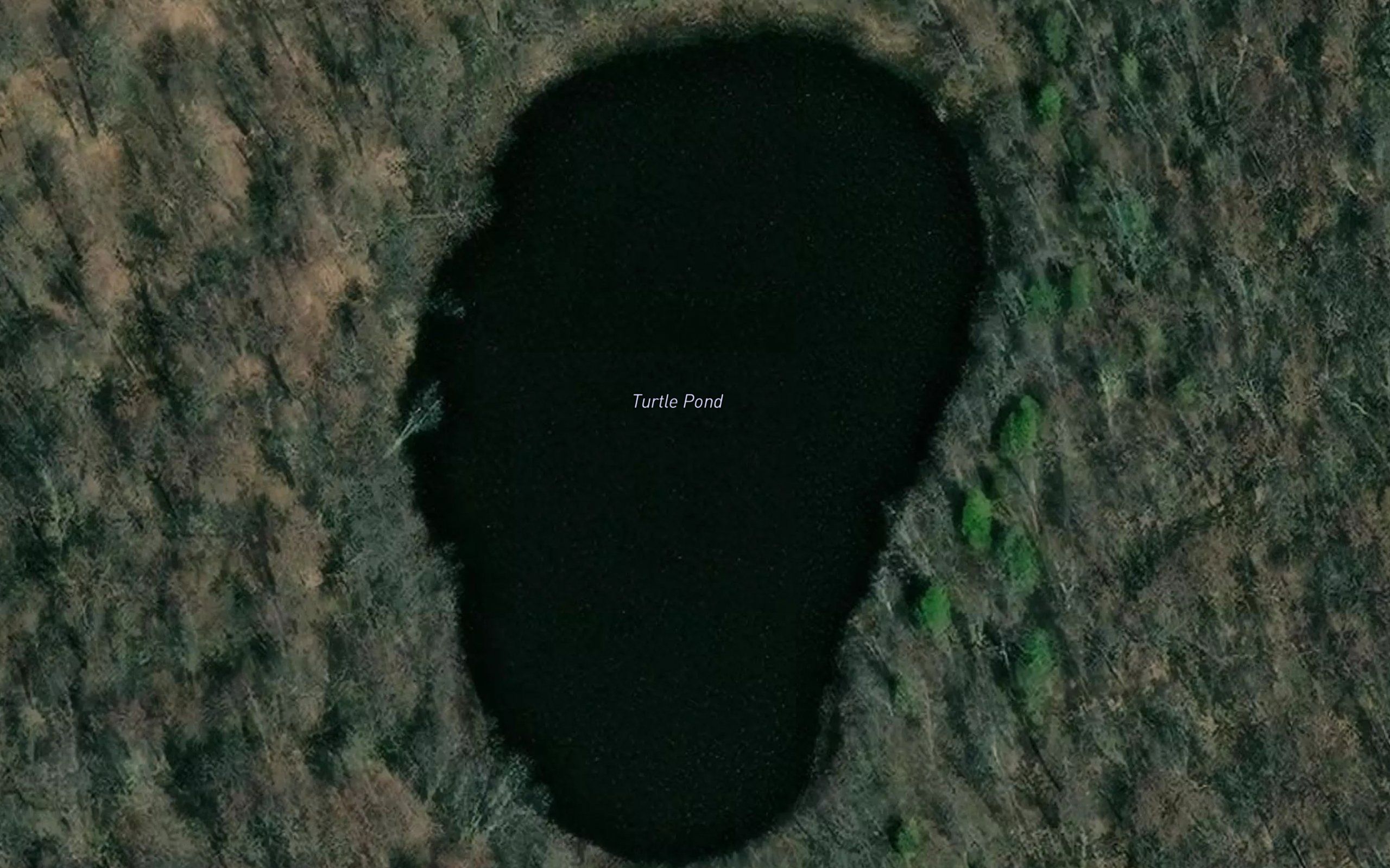 Turtle Pond
