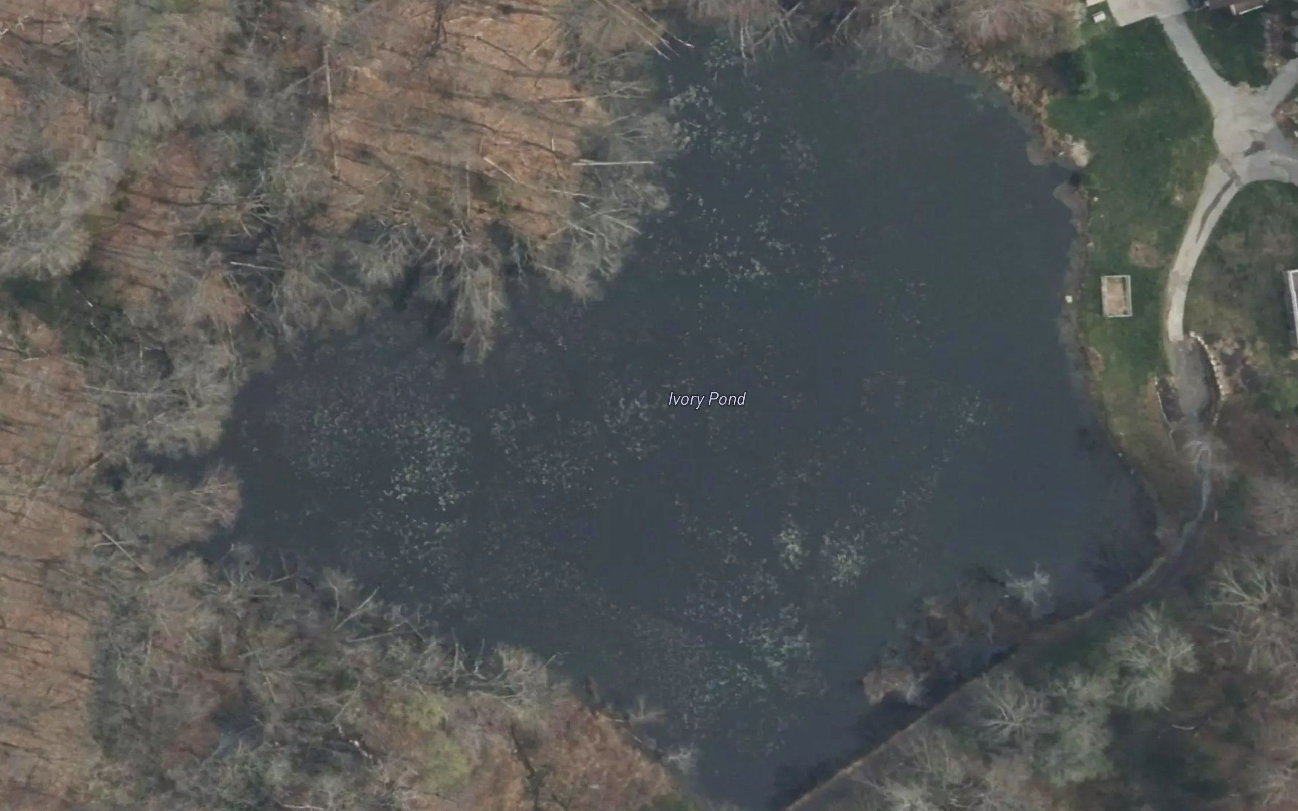 Ivory Pond