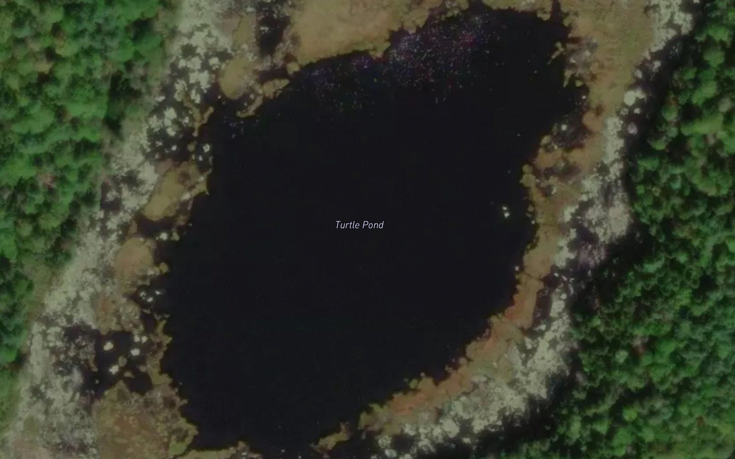 Turtle Pond