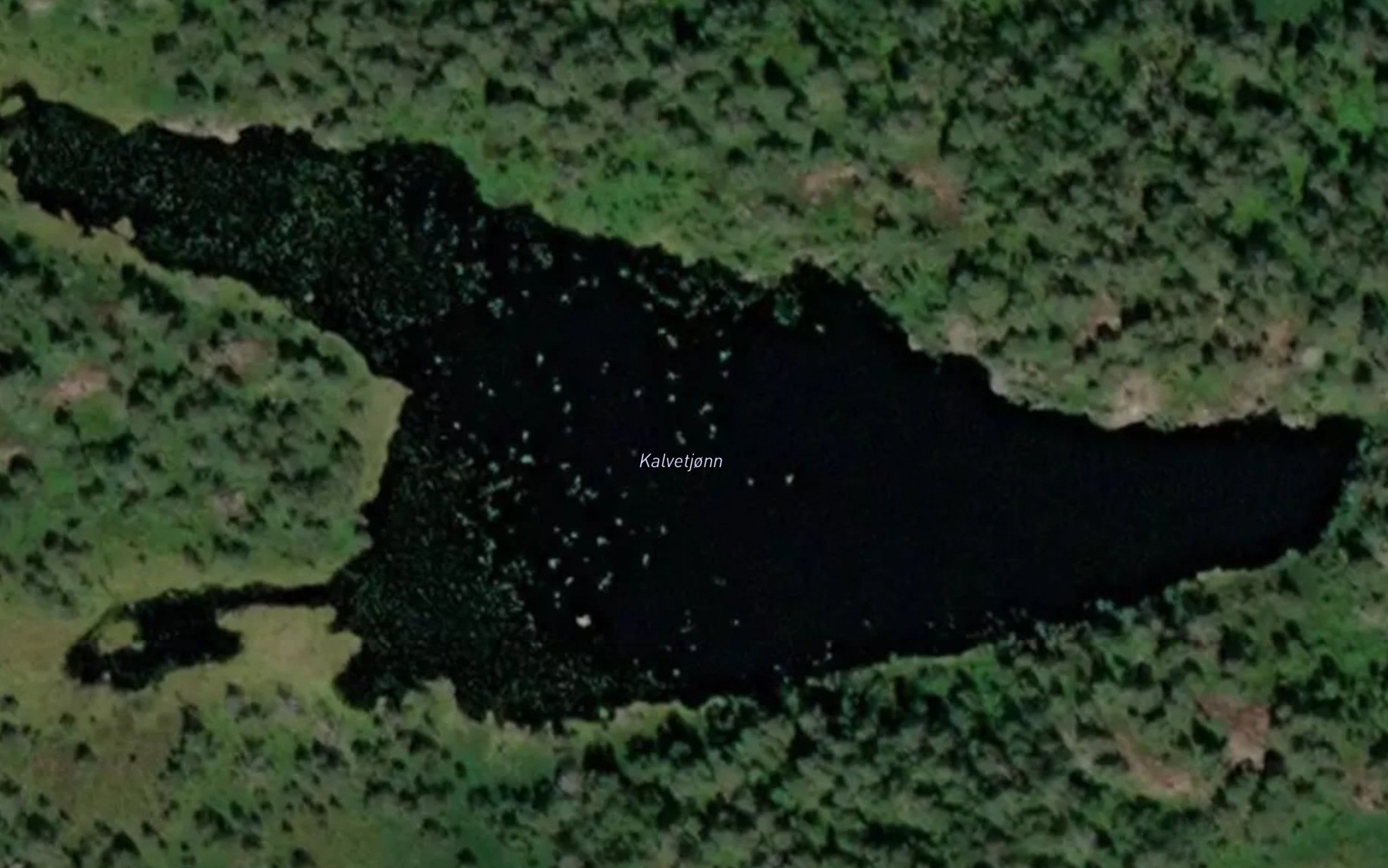 Kalvetjonn