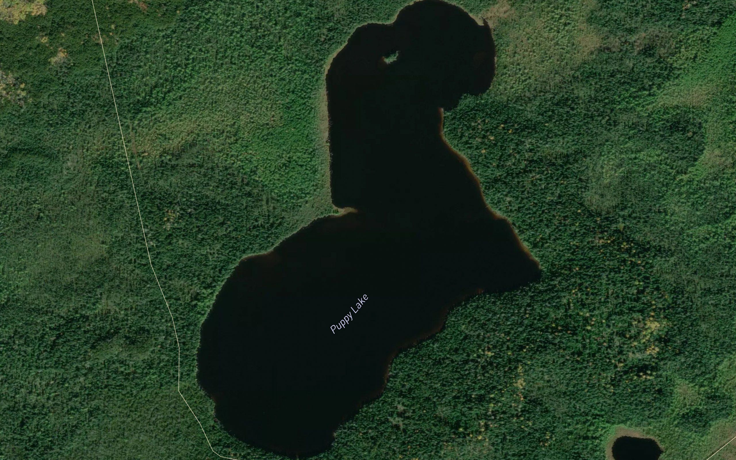 Puppy Lake