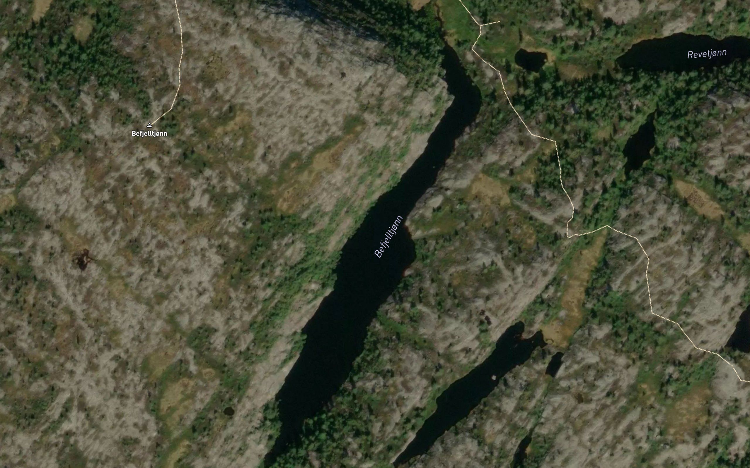 Befjelltjorn