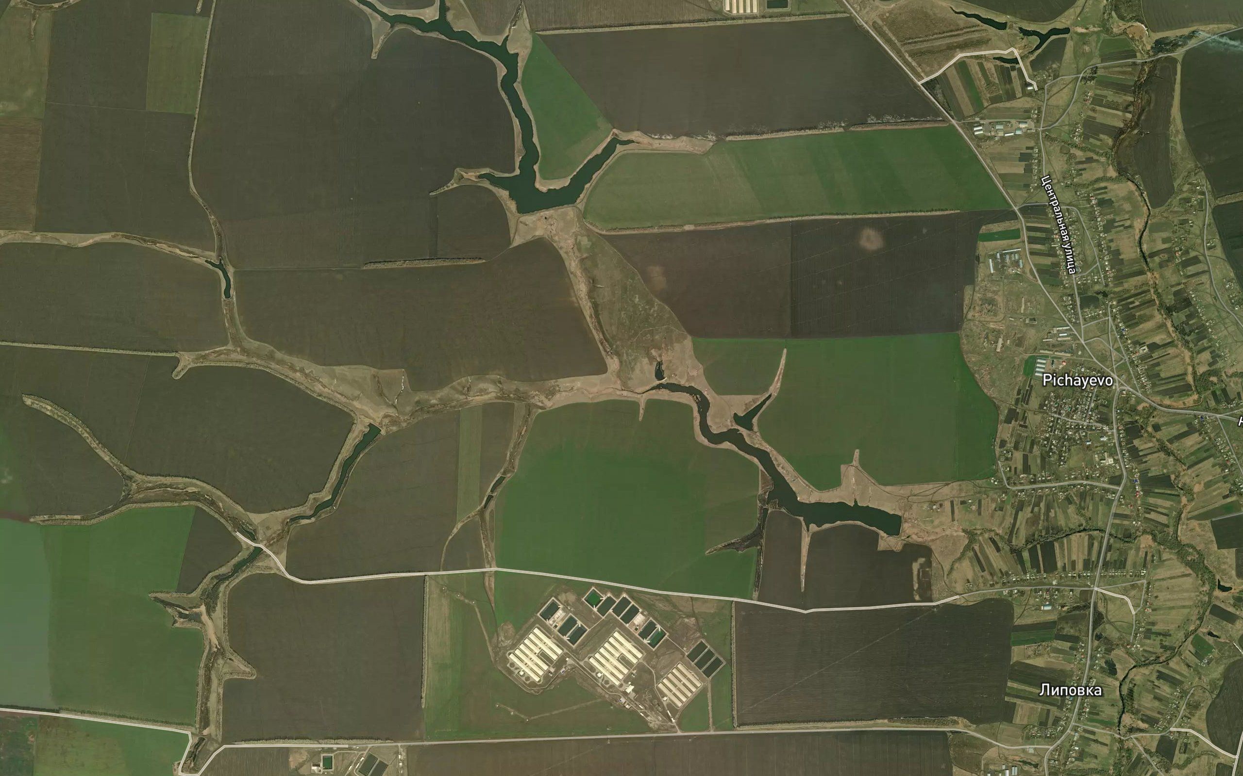 Dubovaya