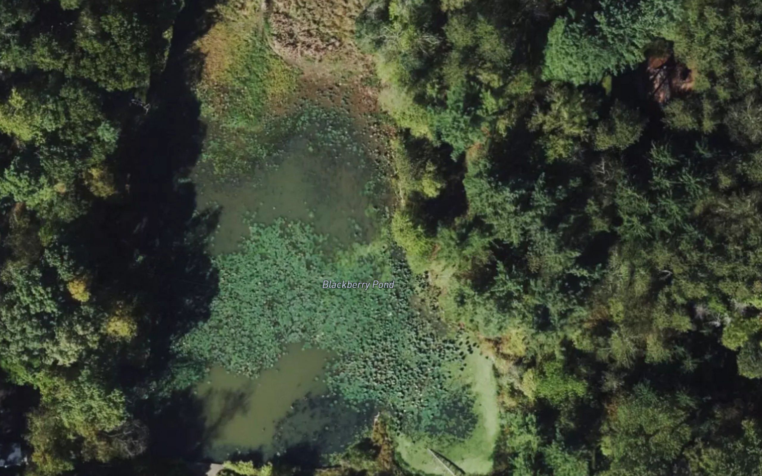 Blackberry Pond