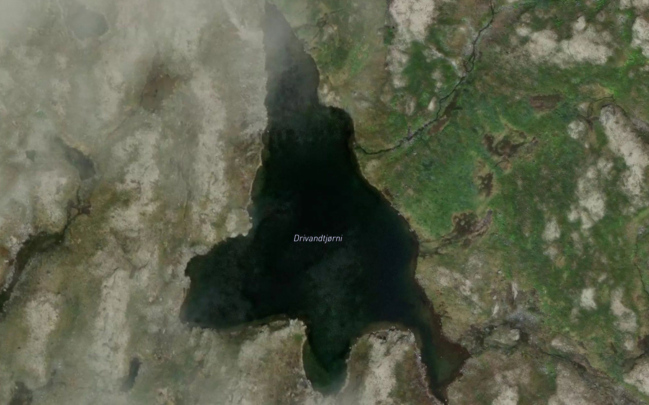 Drivandtjorni