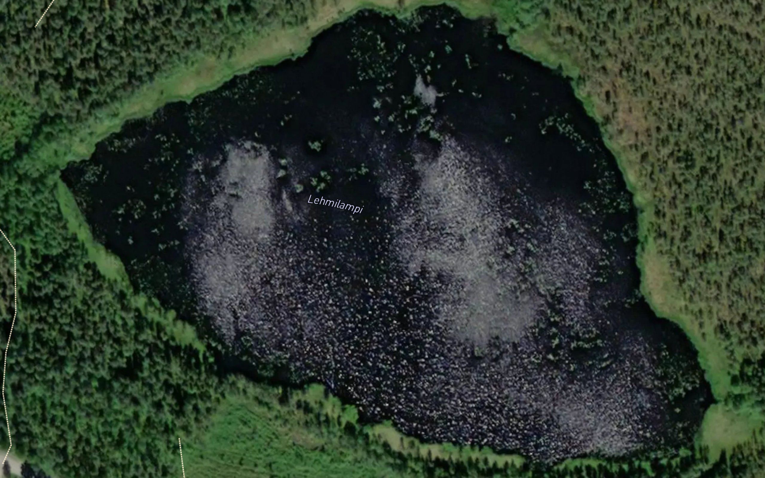 Lehmilampi