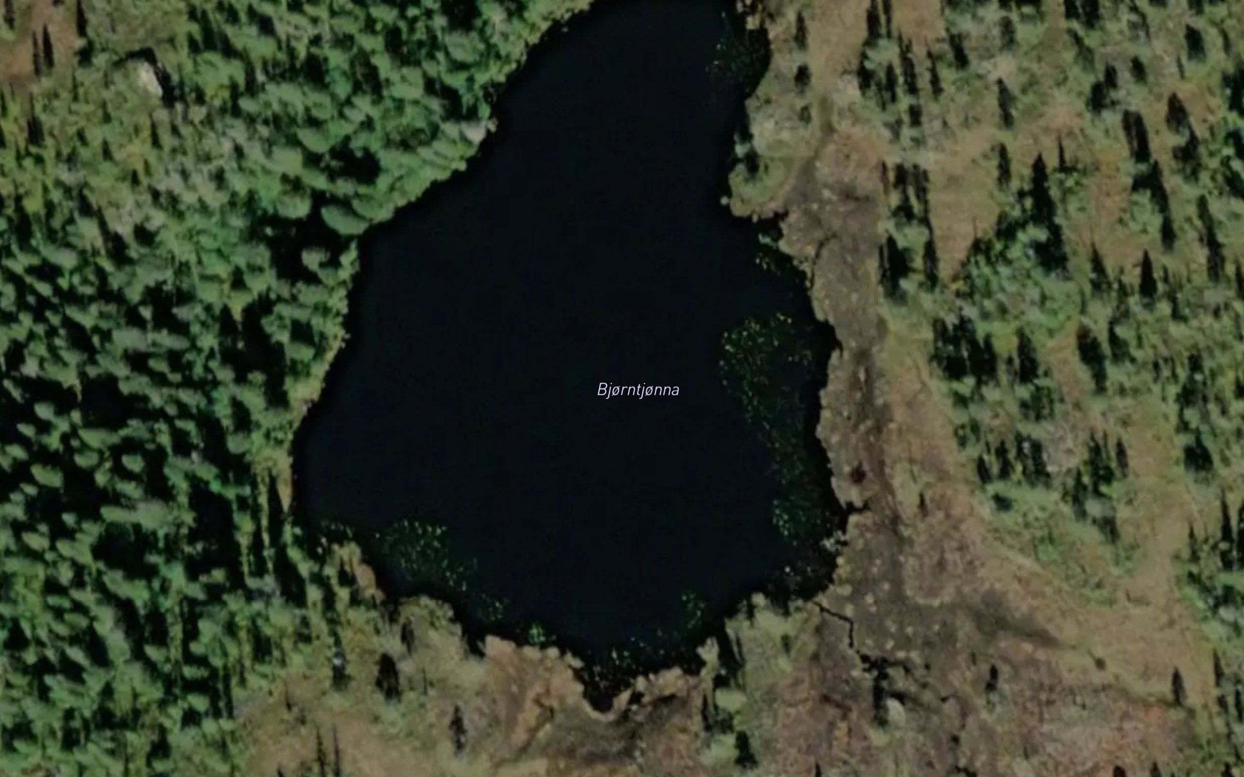Bjorntjorna