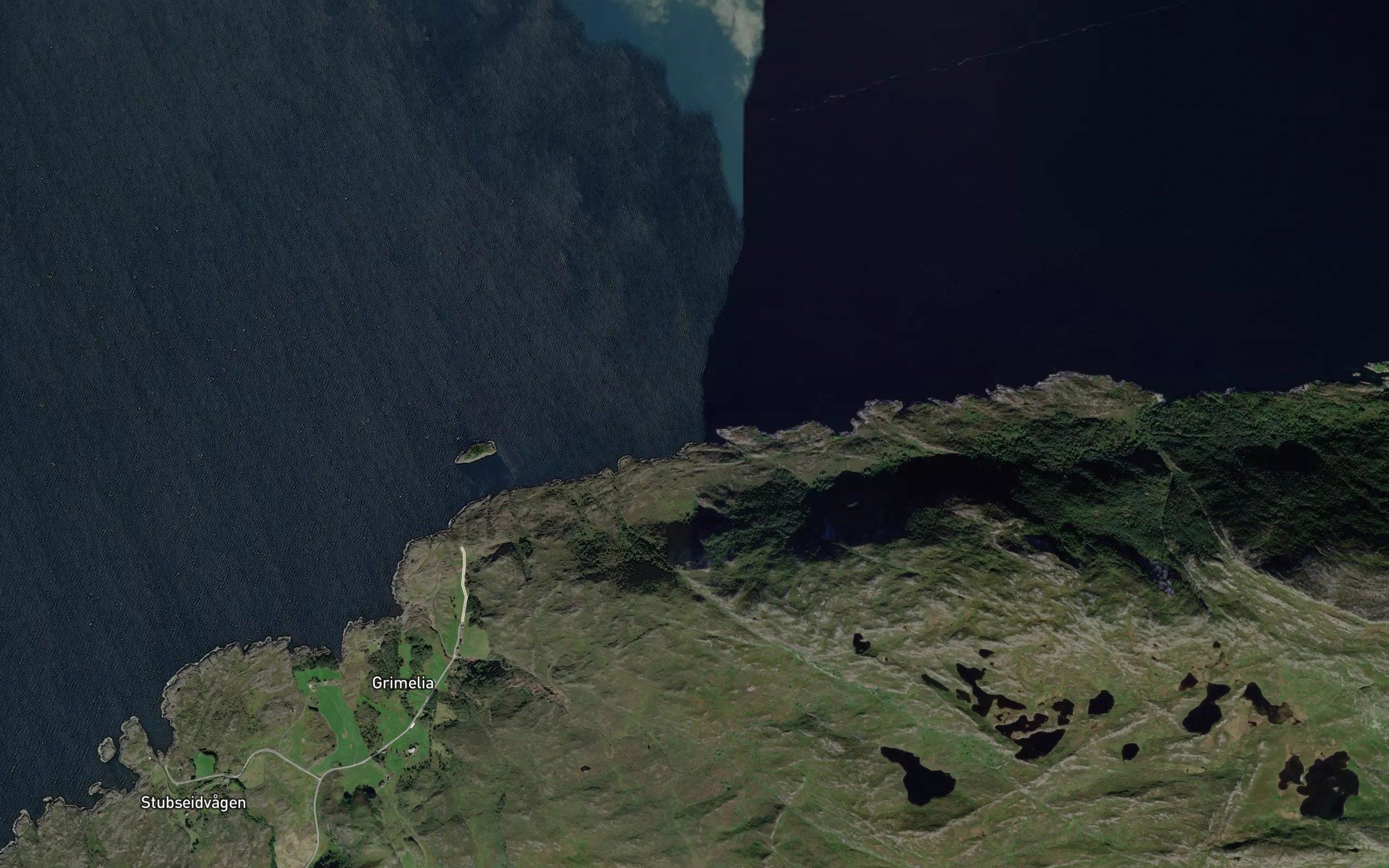 Gullnakkvika