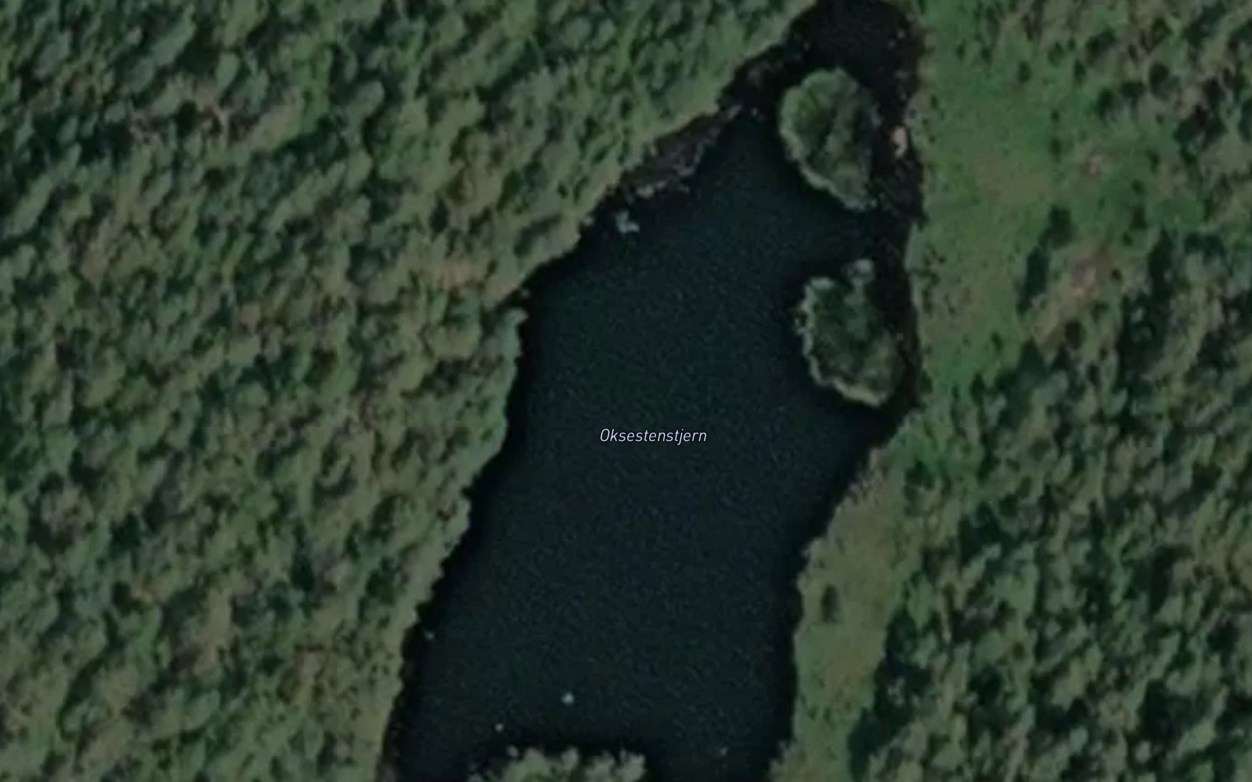 Oksestenstjern