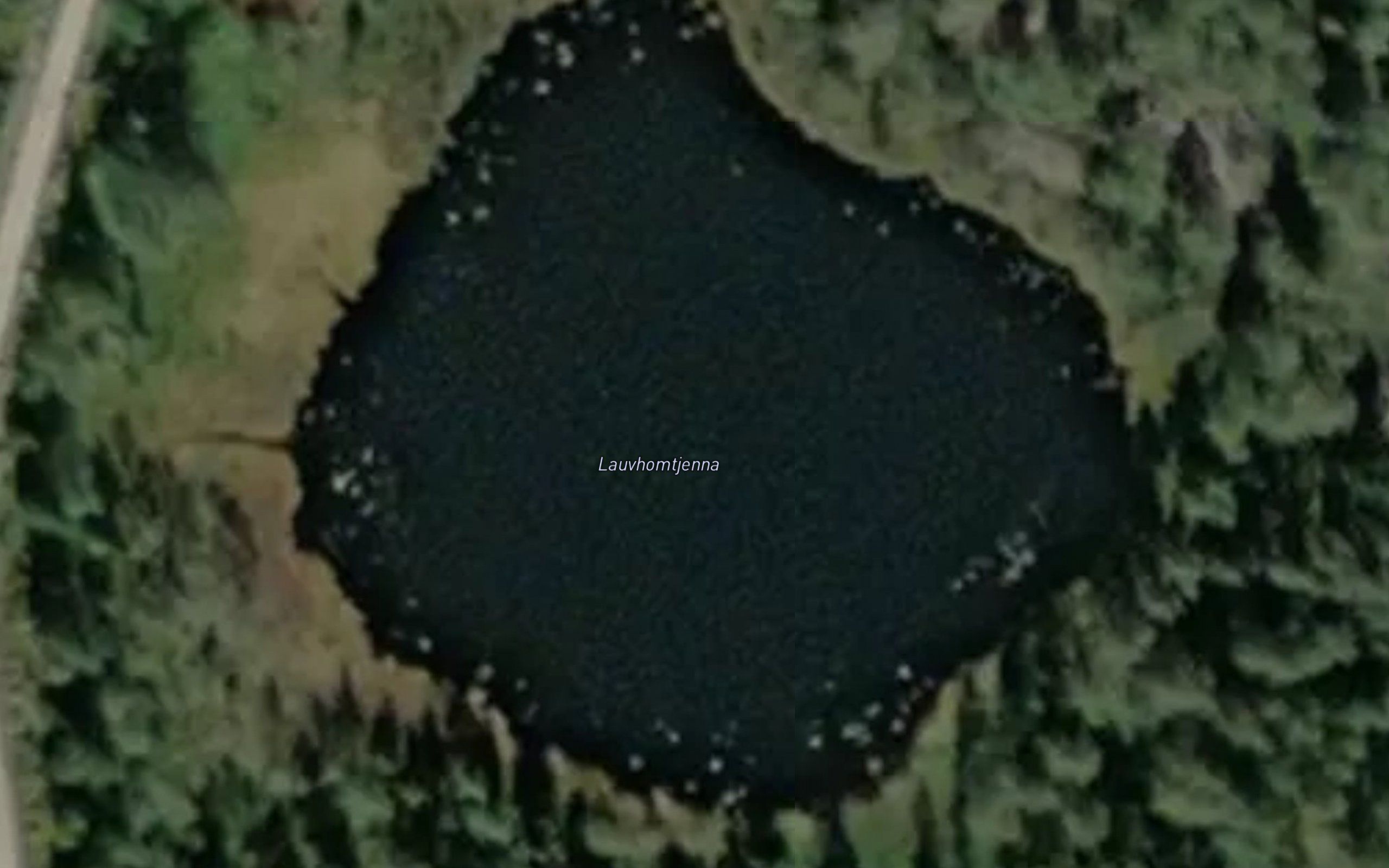 Lauvhomtjenna