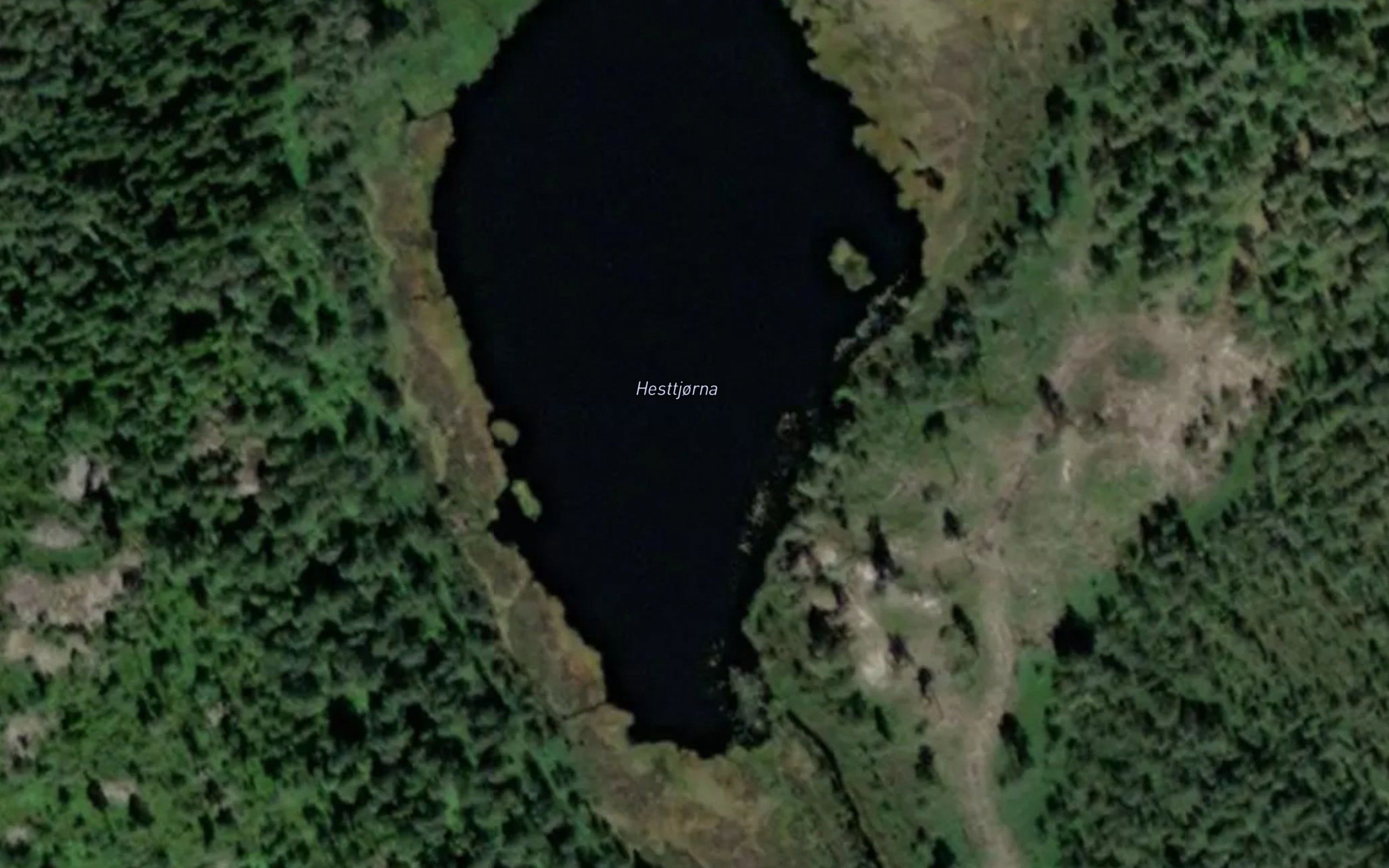 Hesttjorna