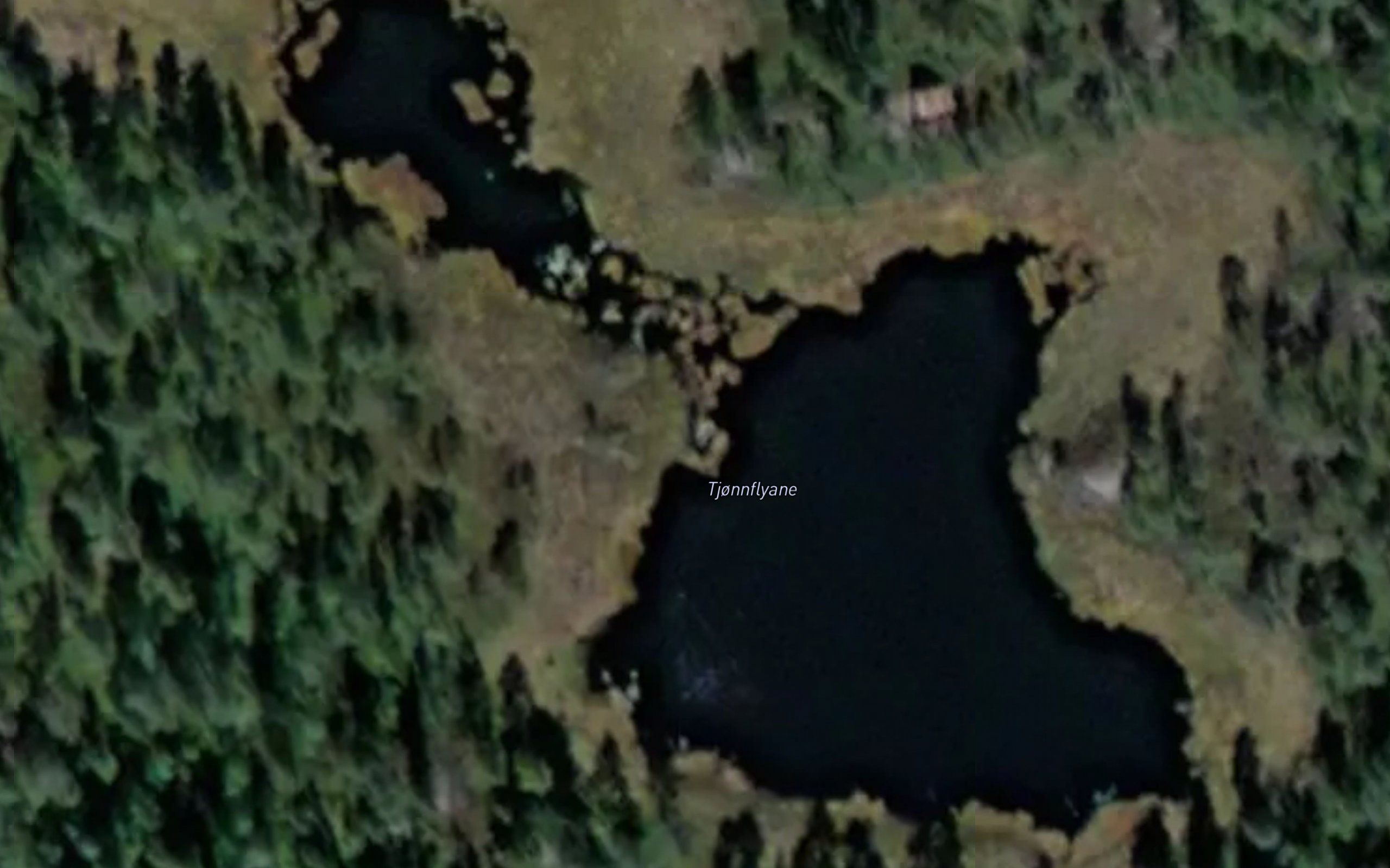 Tjornflyene
