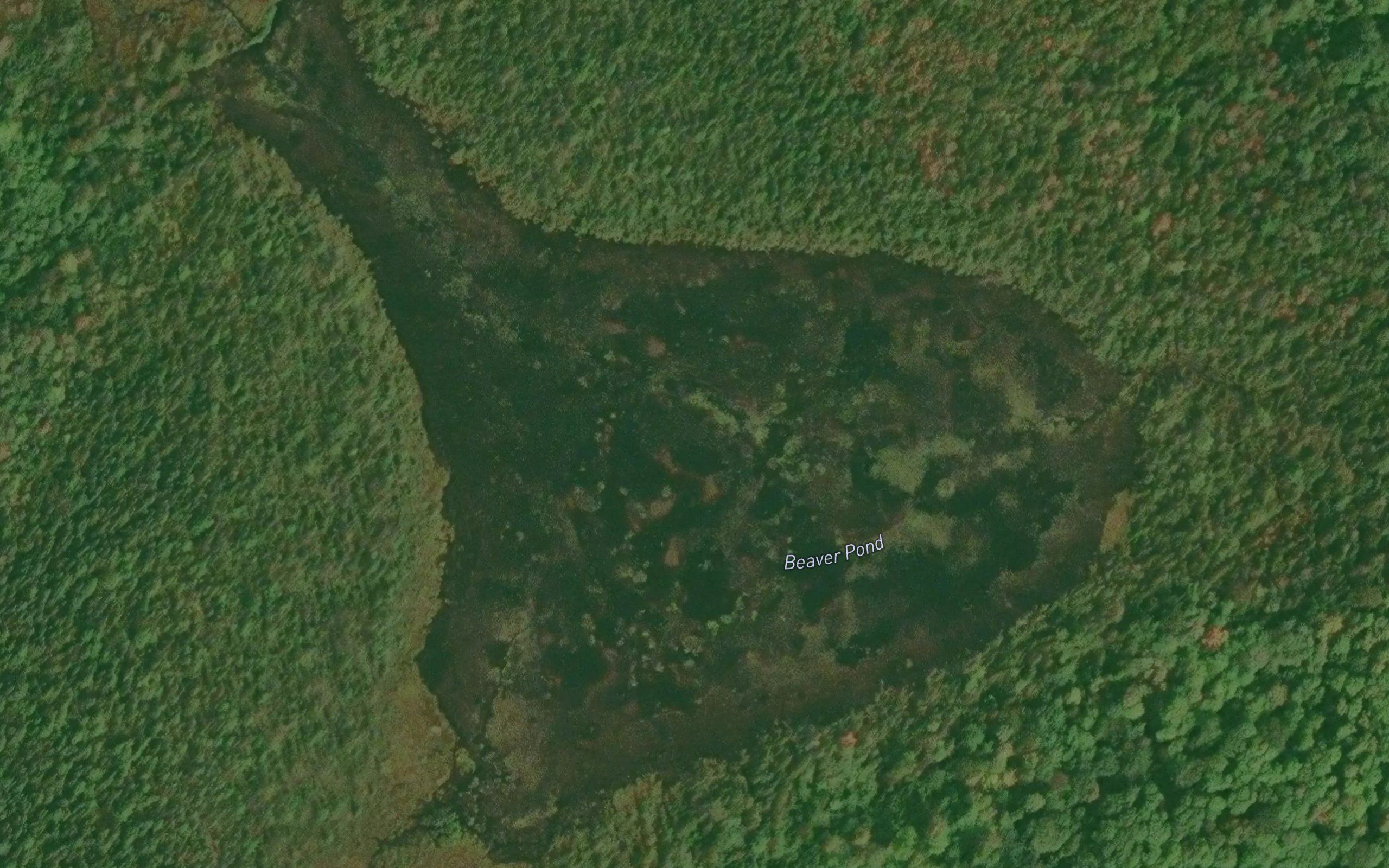 Beaver Pond