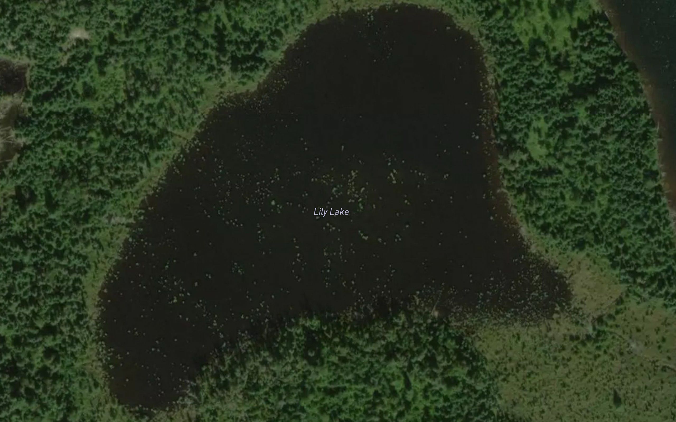 Lily Lake