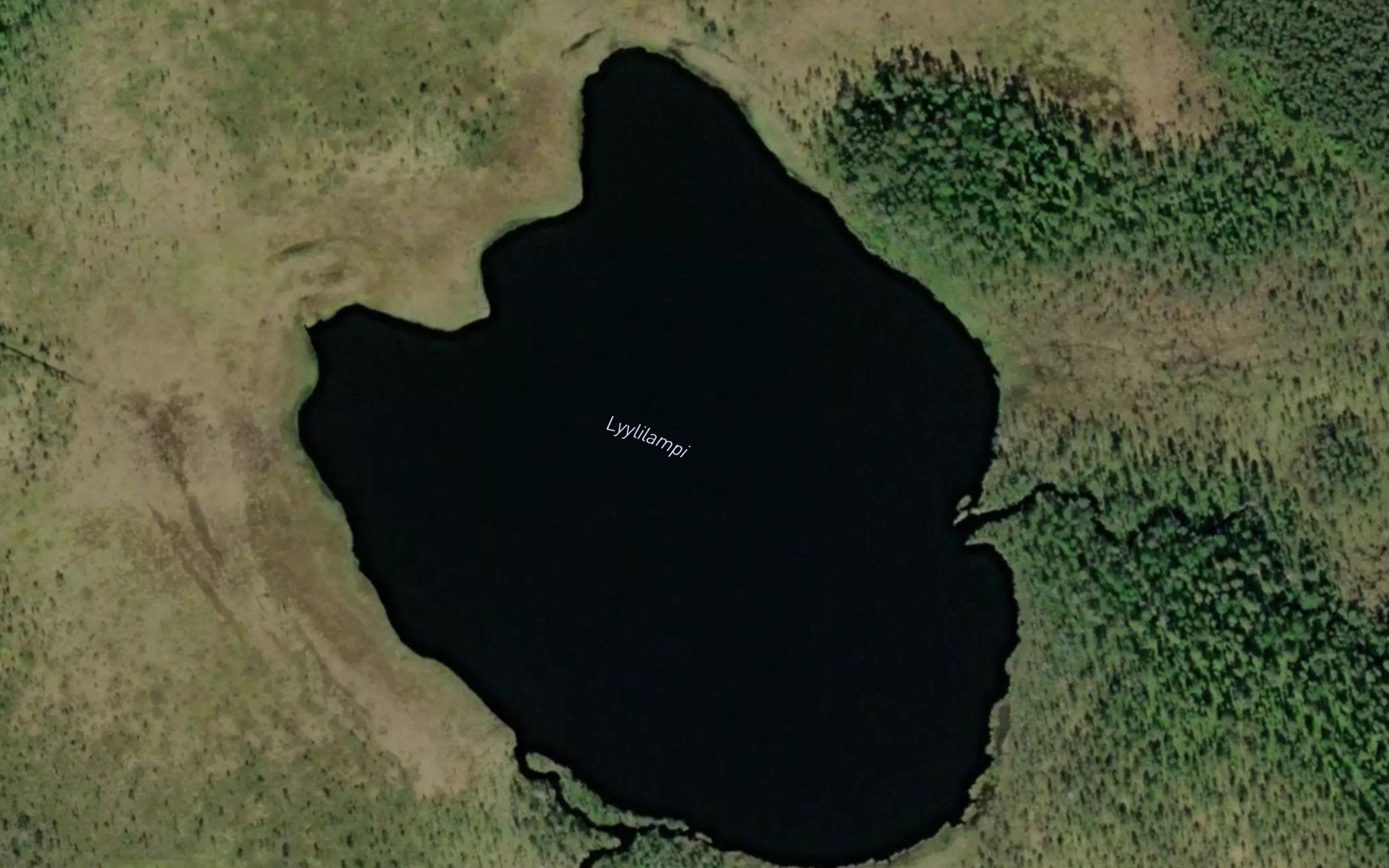 Lyylilampi