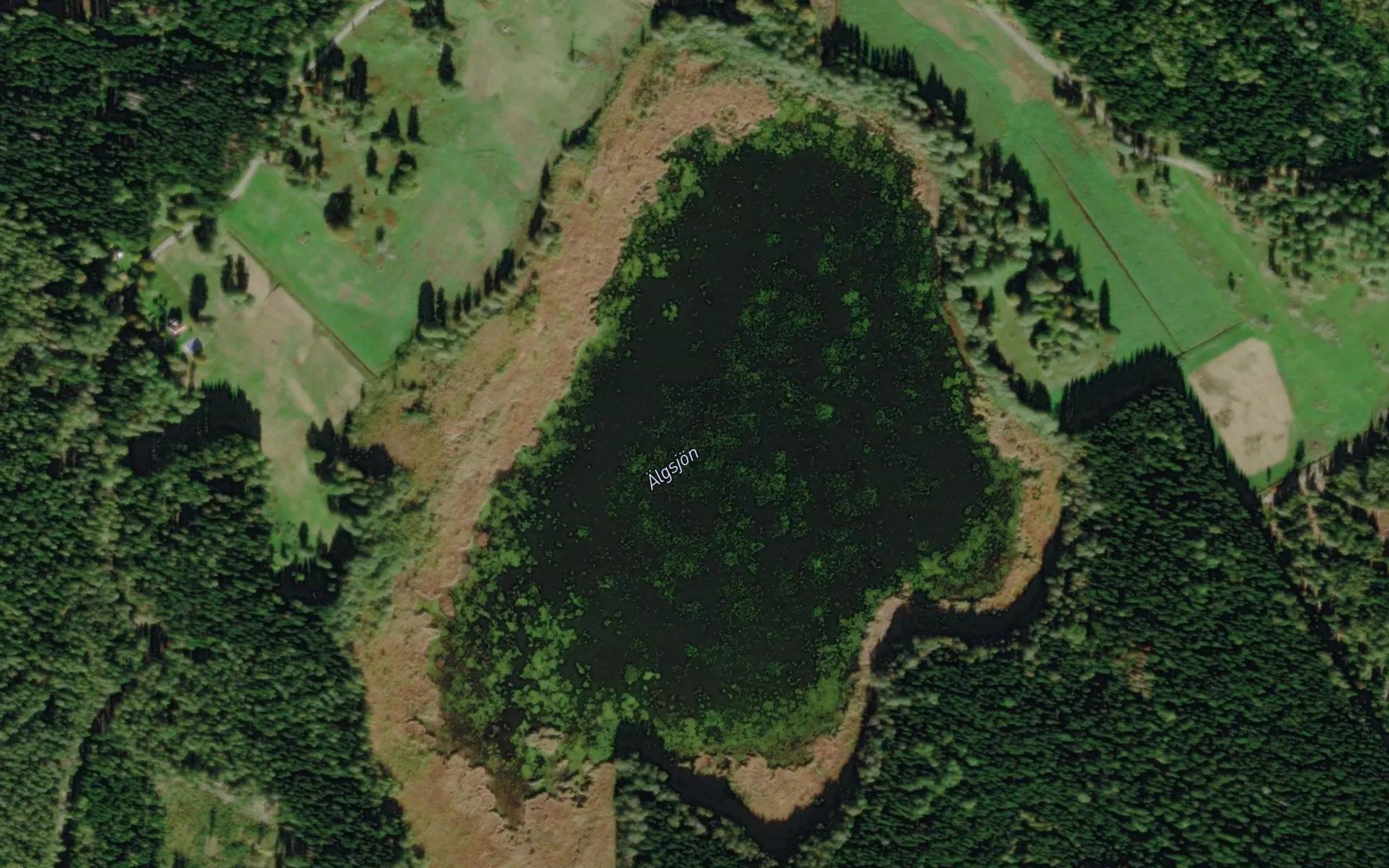 AElgsjoen