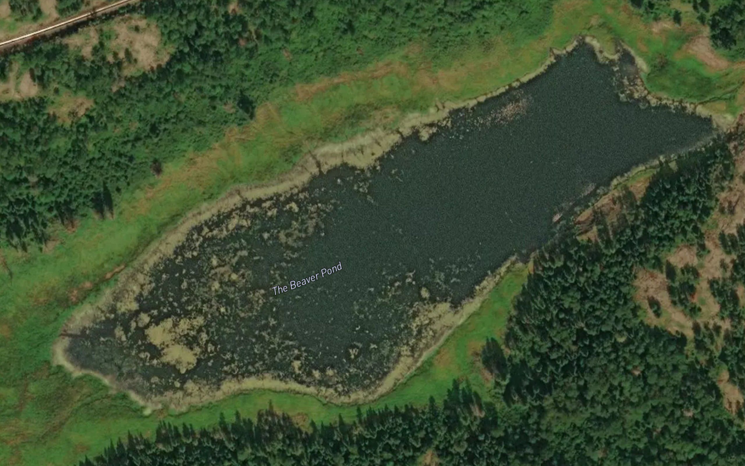 The Beaver Pond