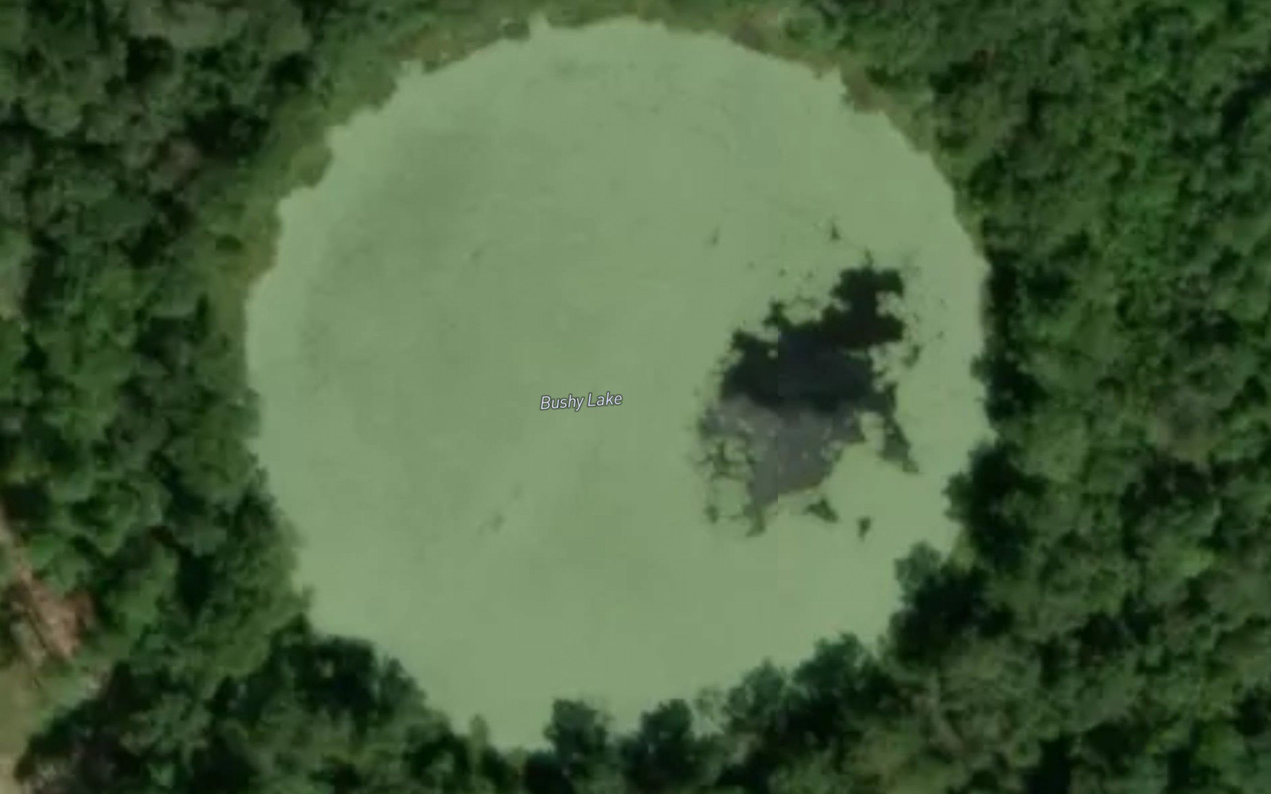 Bushy Lake
