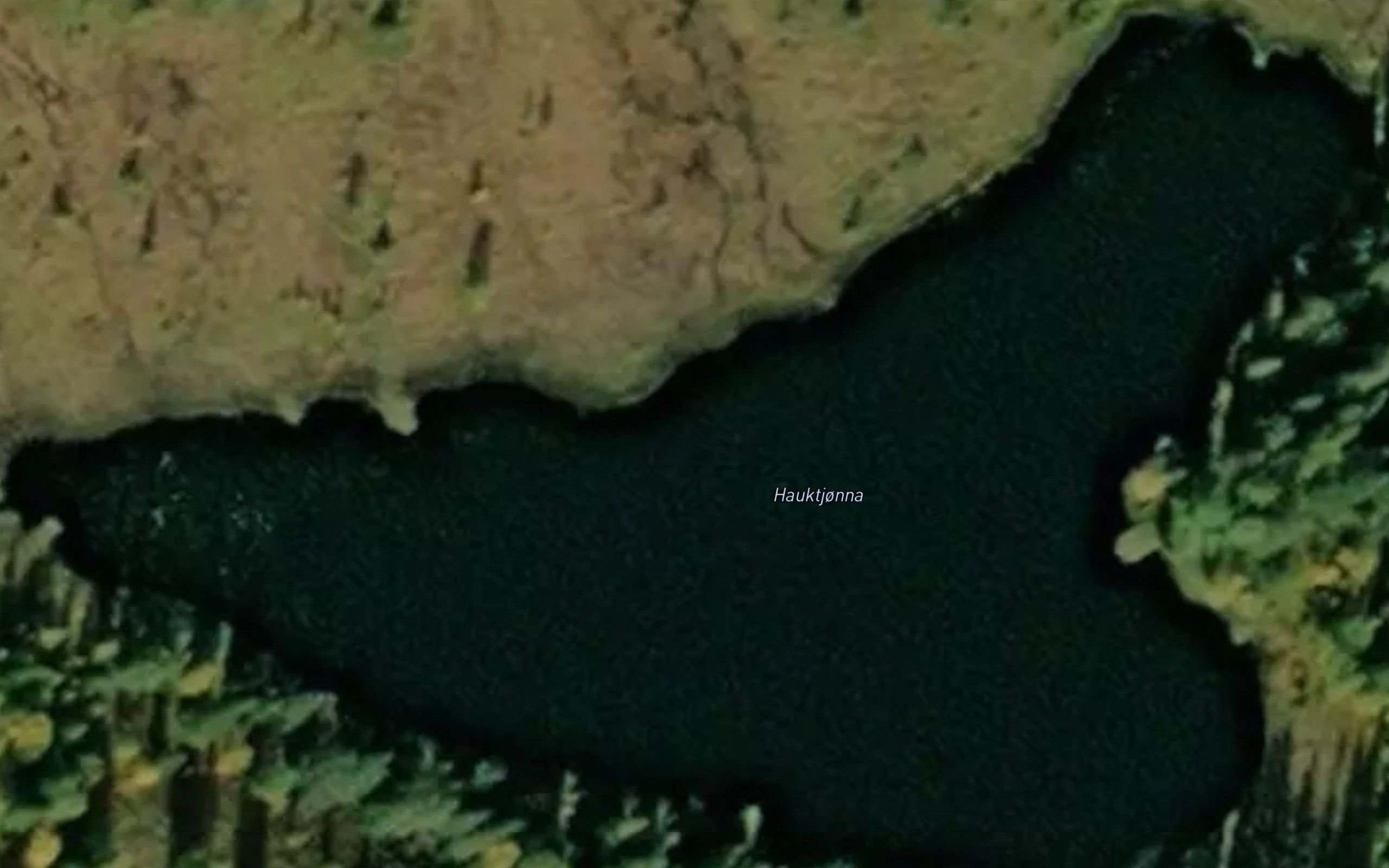 Hauktjorna