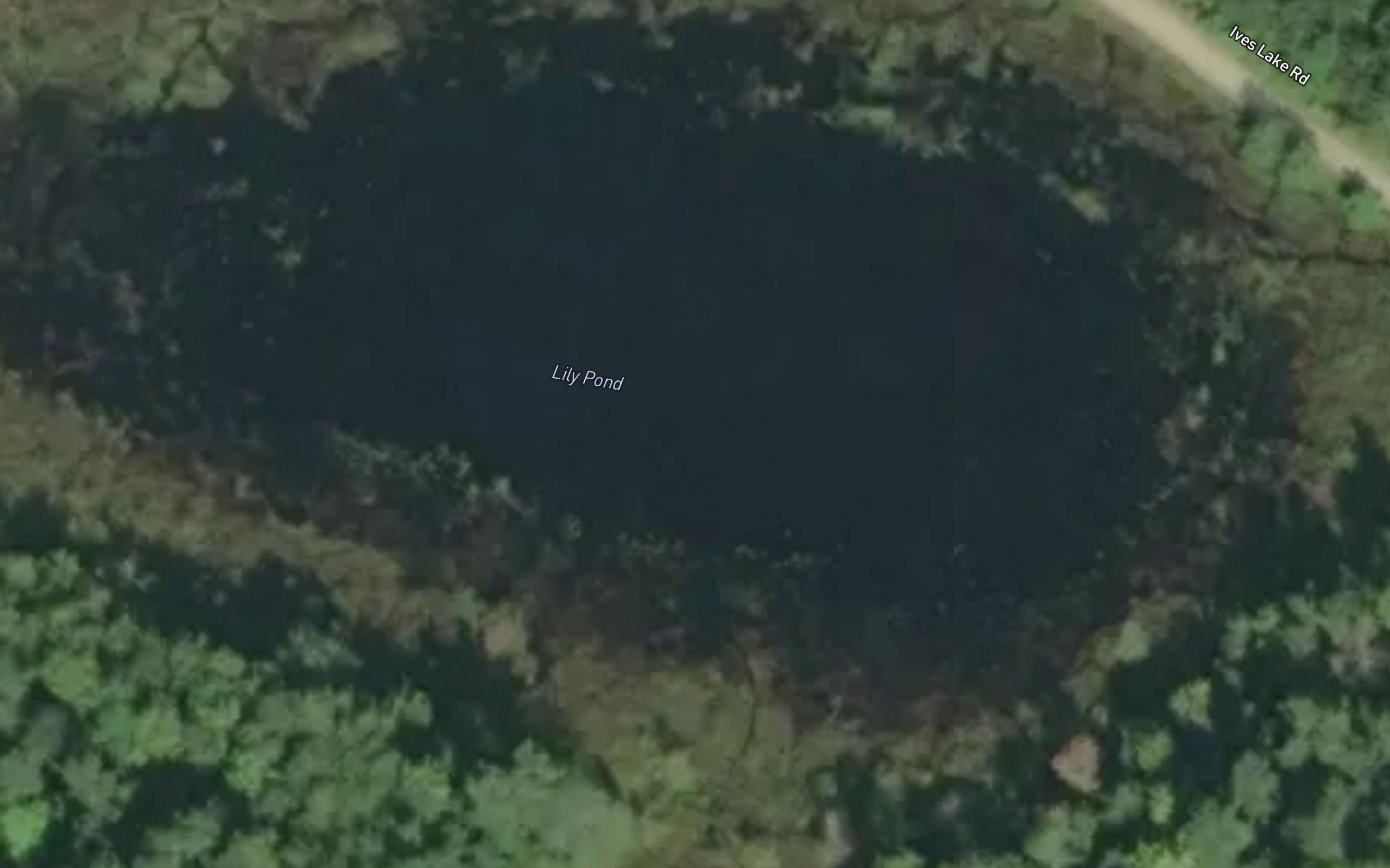 Lily Pond