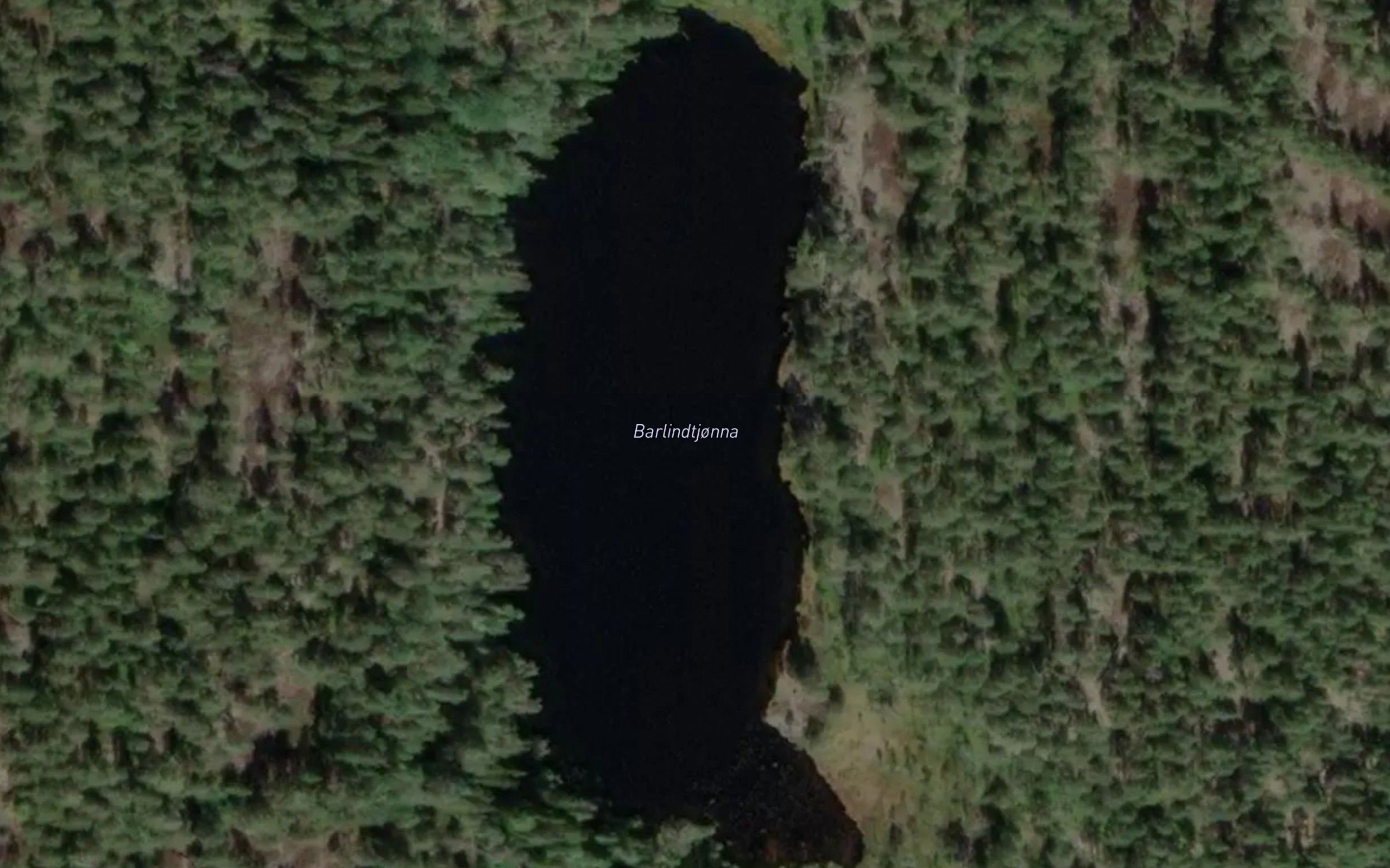 Barlindtjorn