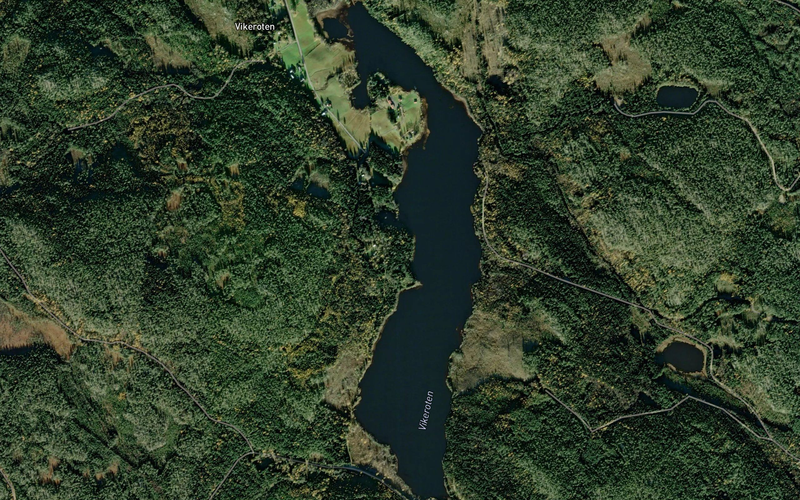Vikeroten