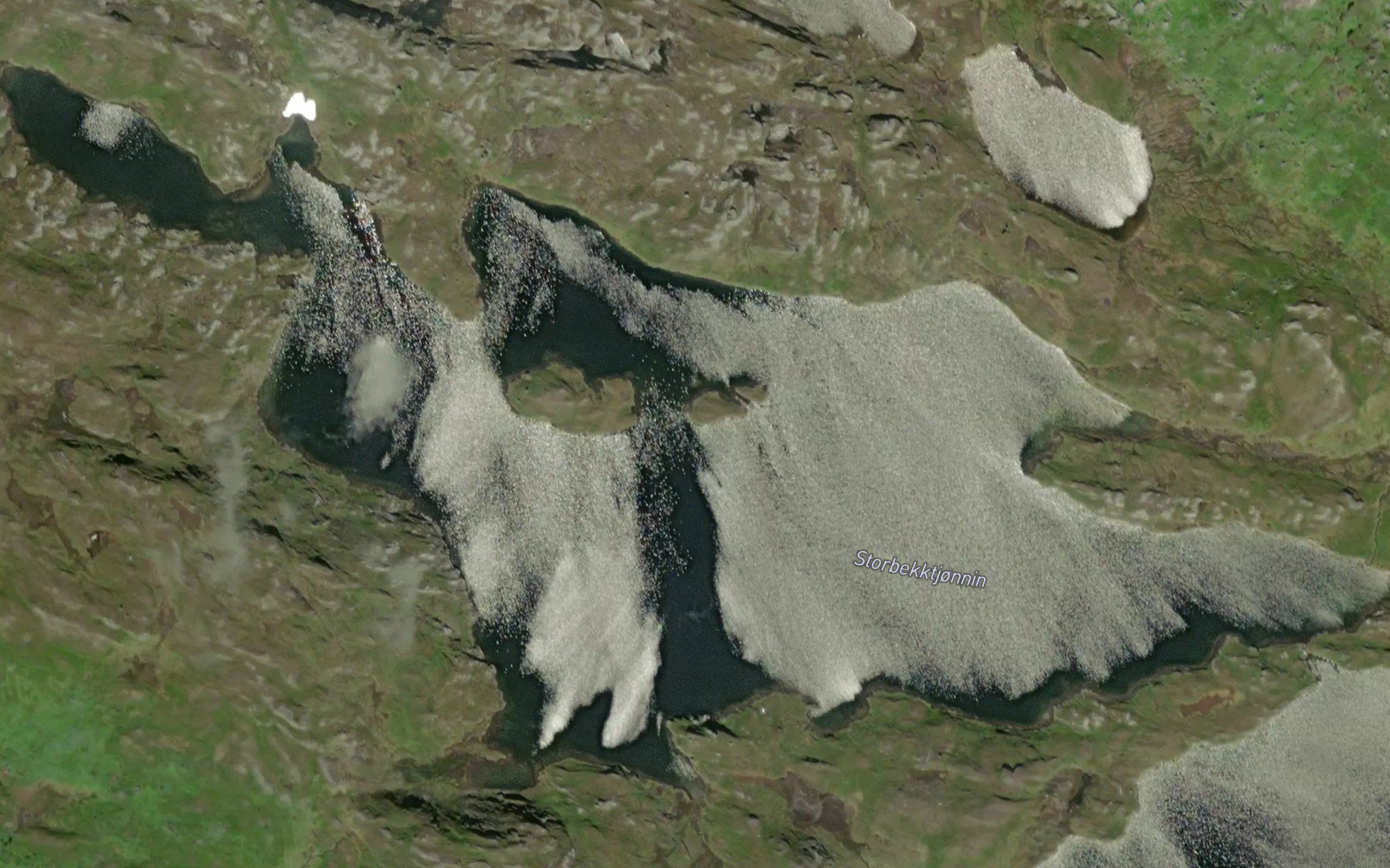 Storbekktjorna