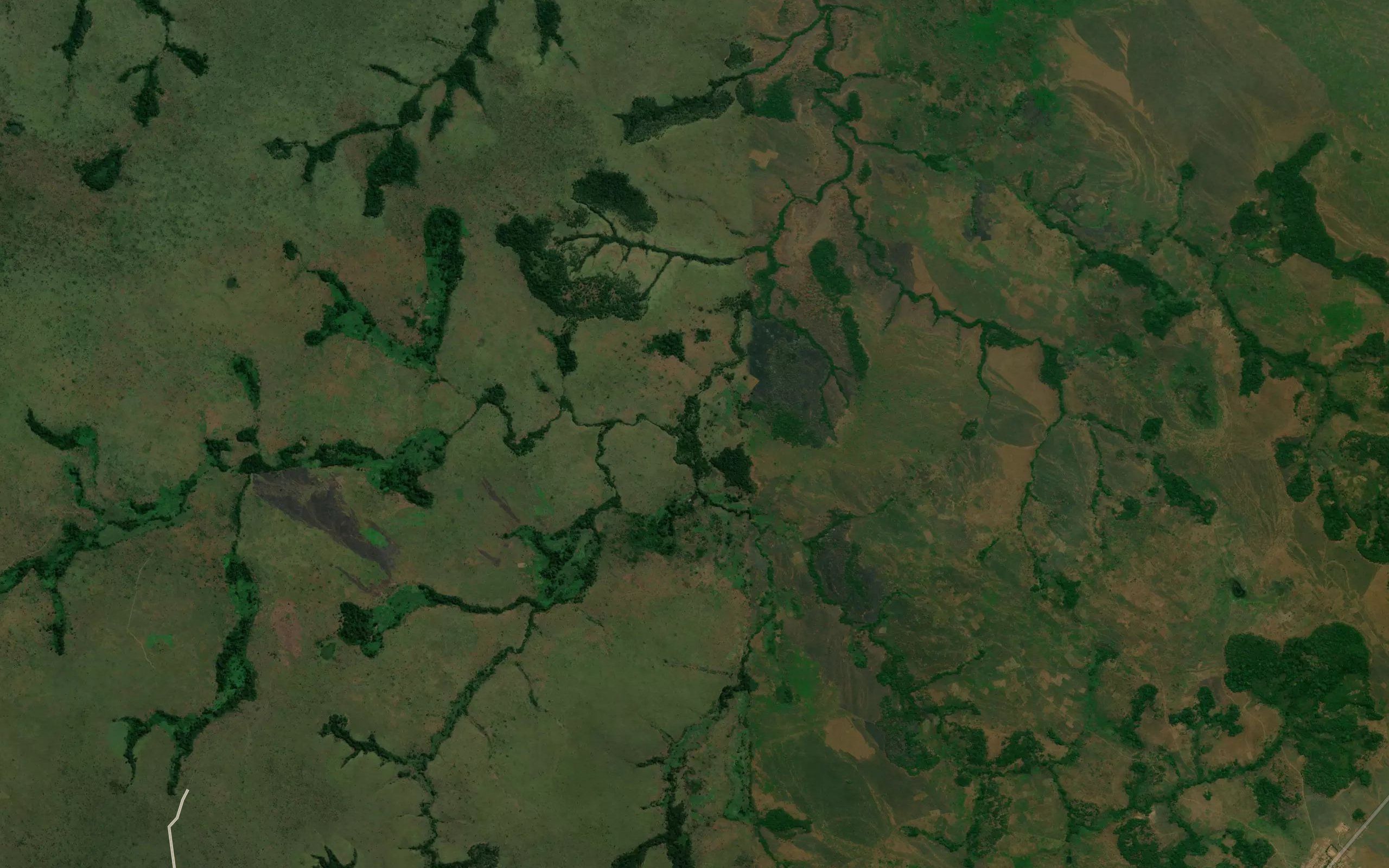 Kijibuie