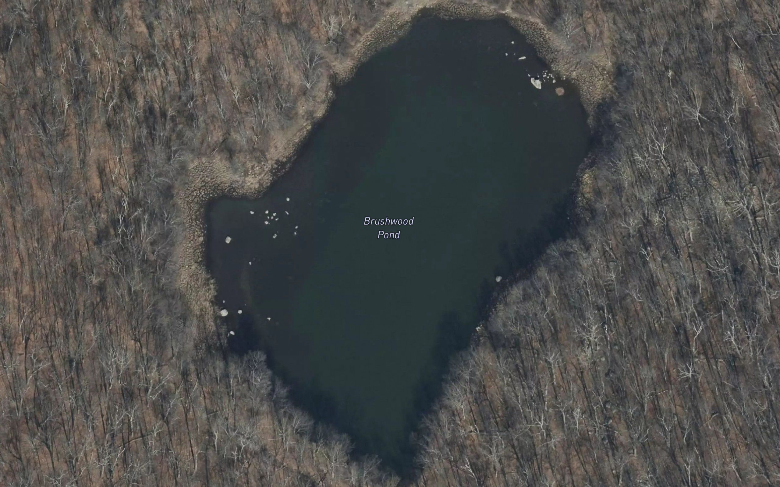Brushwood Pond
