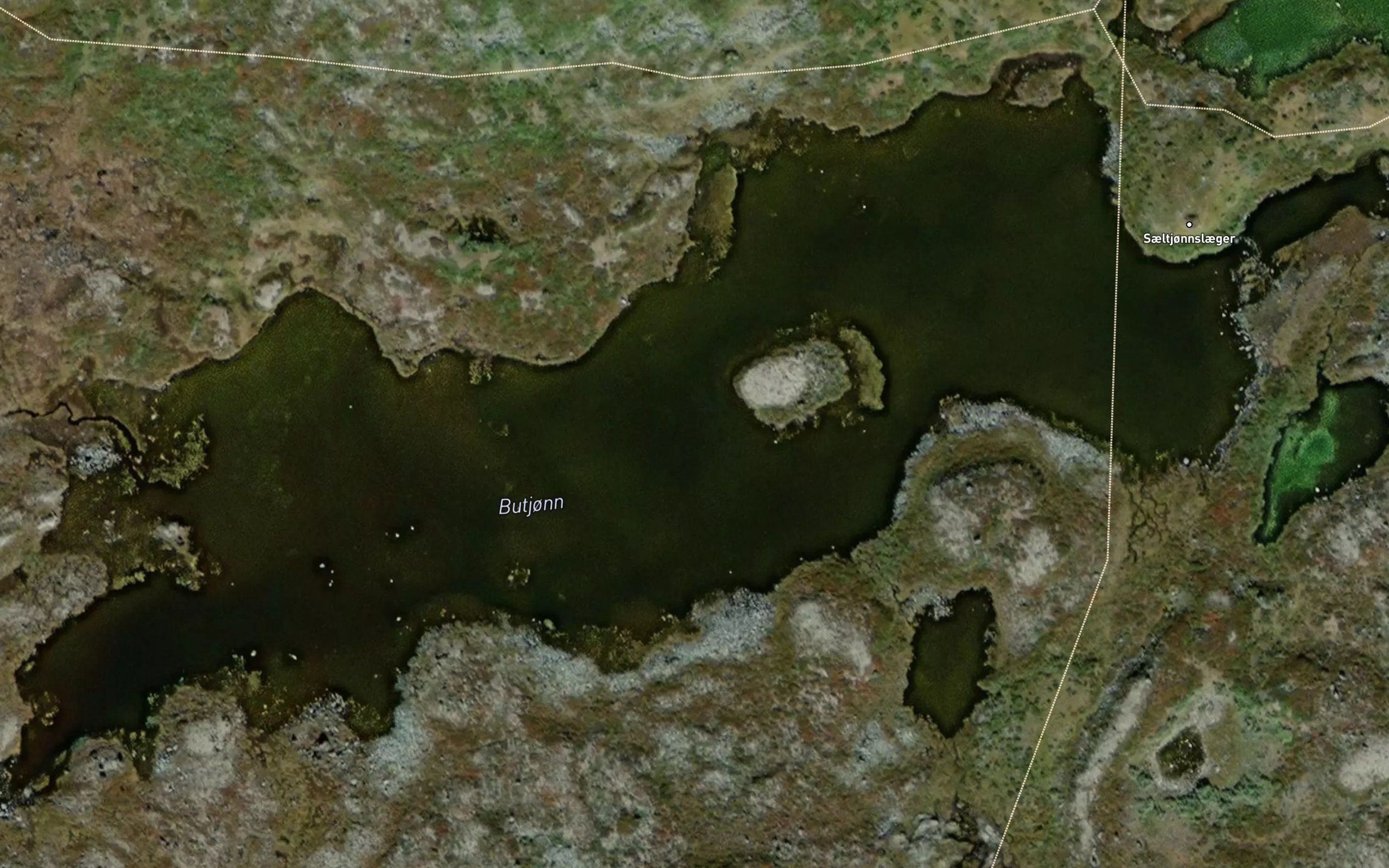 Selstjorni,vesle