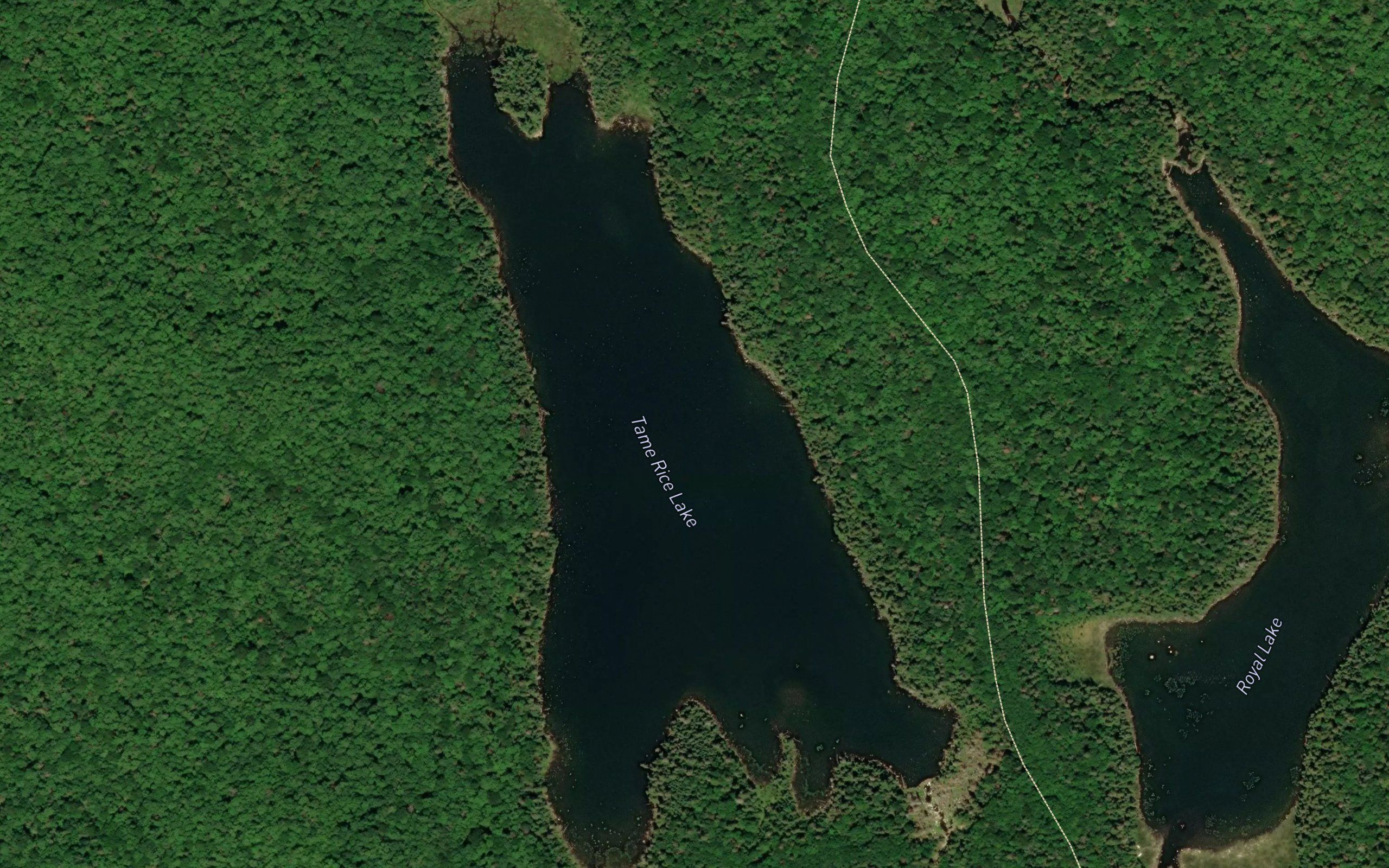Tame Rice Lake