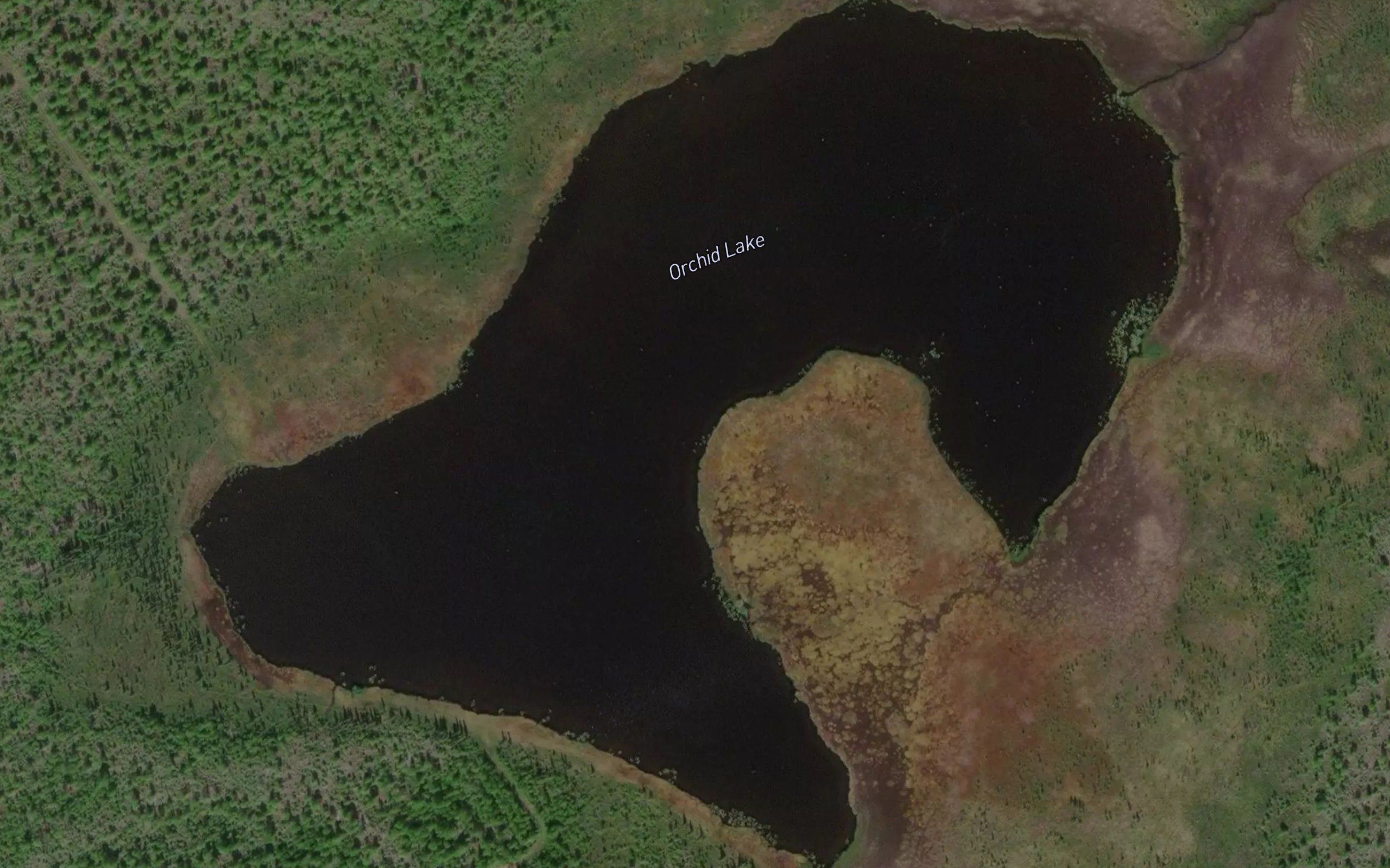 Orchid Lake