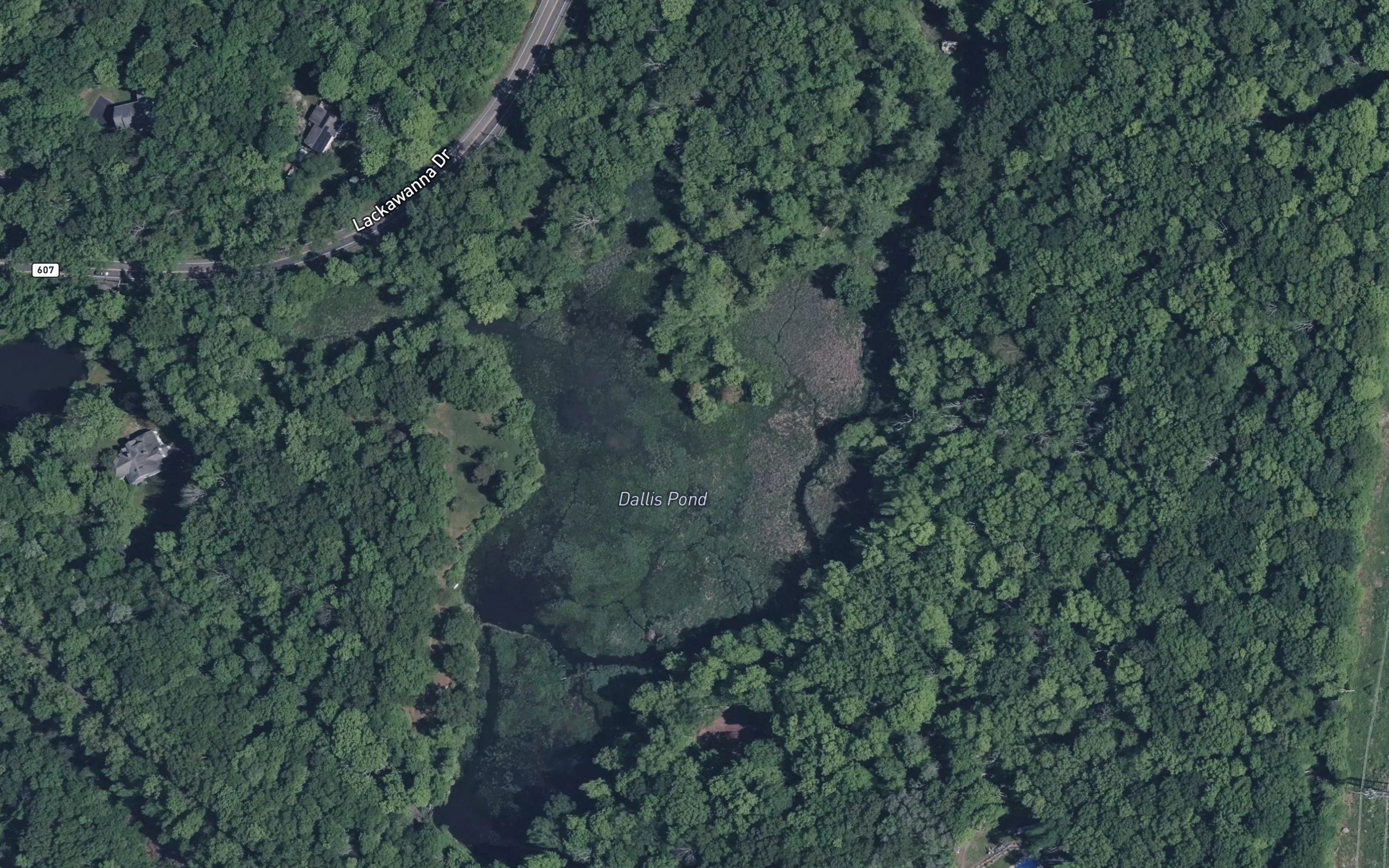 Dallis Pond