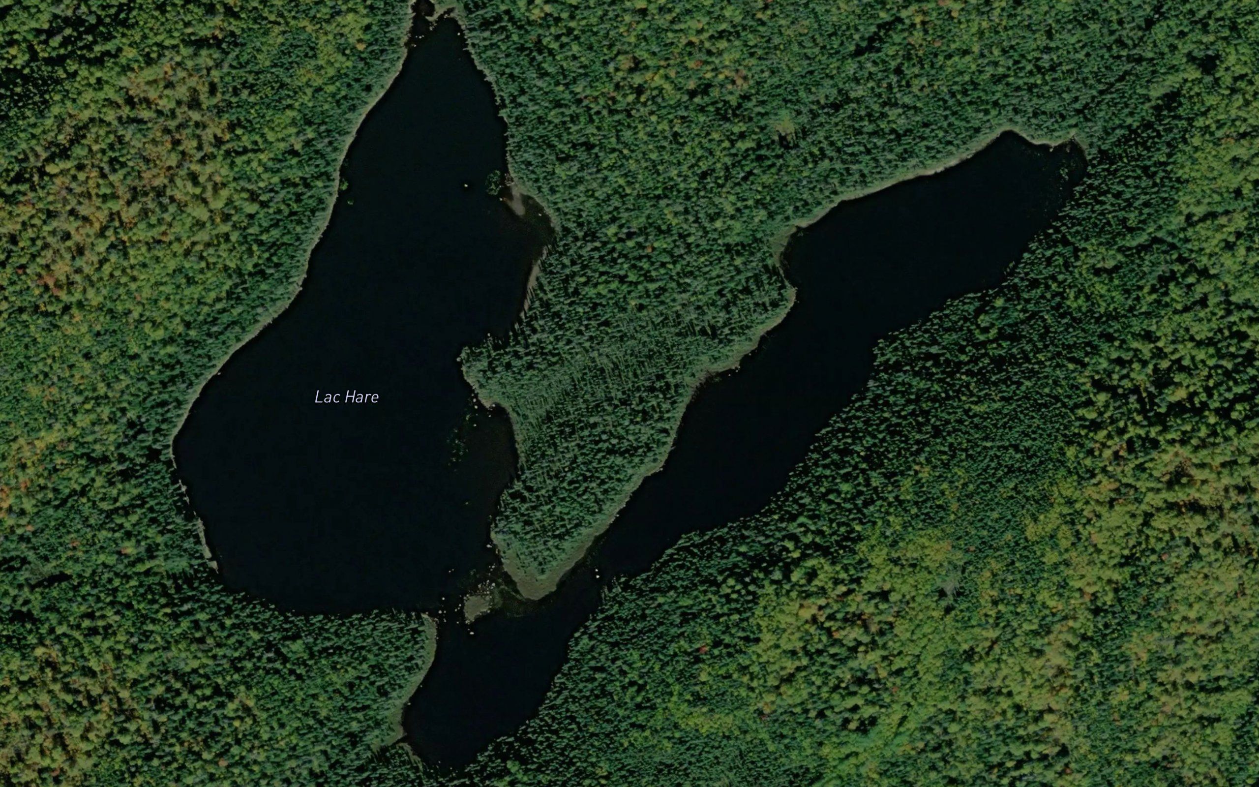 Lac Hare