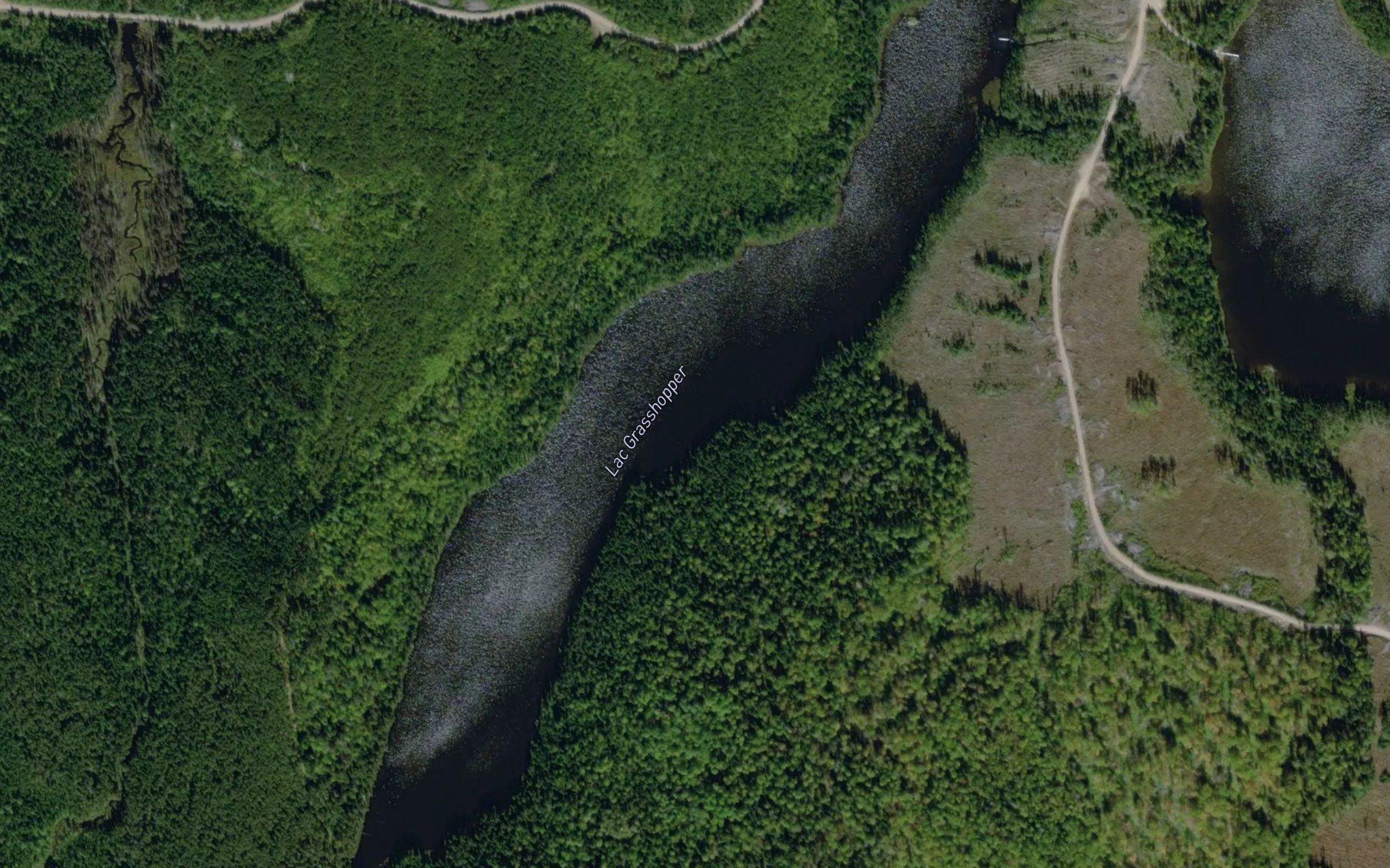 Lac Grasshopper