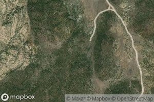 Campbell Number Two Sheep Swan