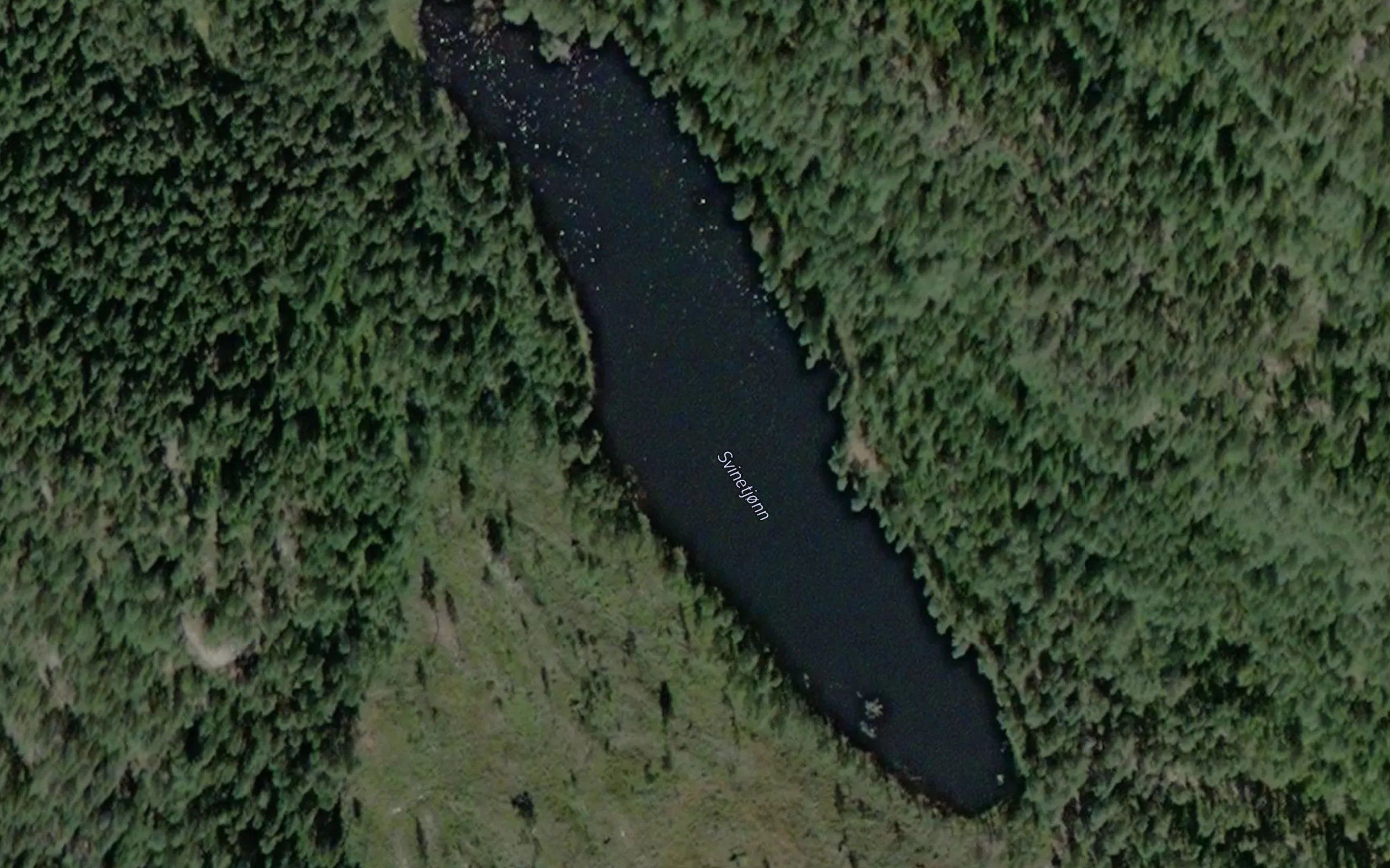 Svinetjonn