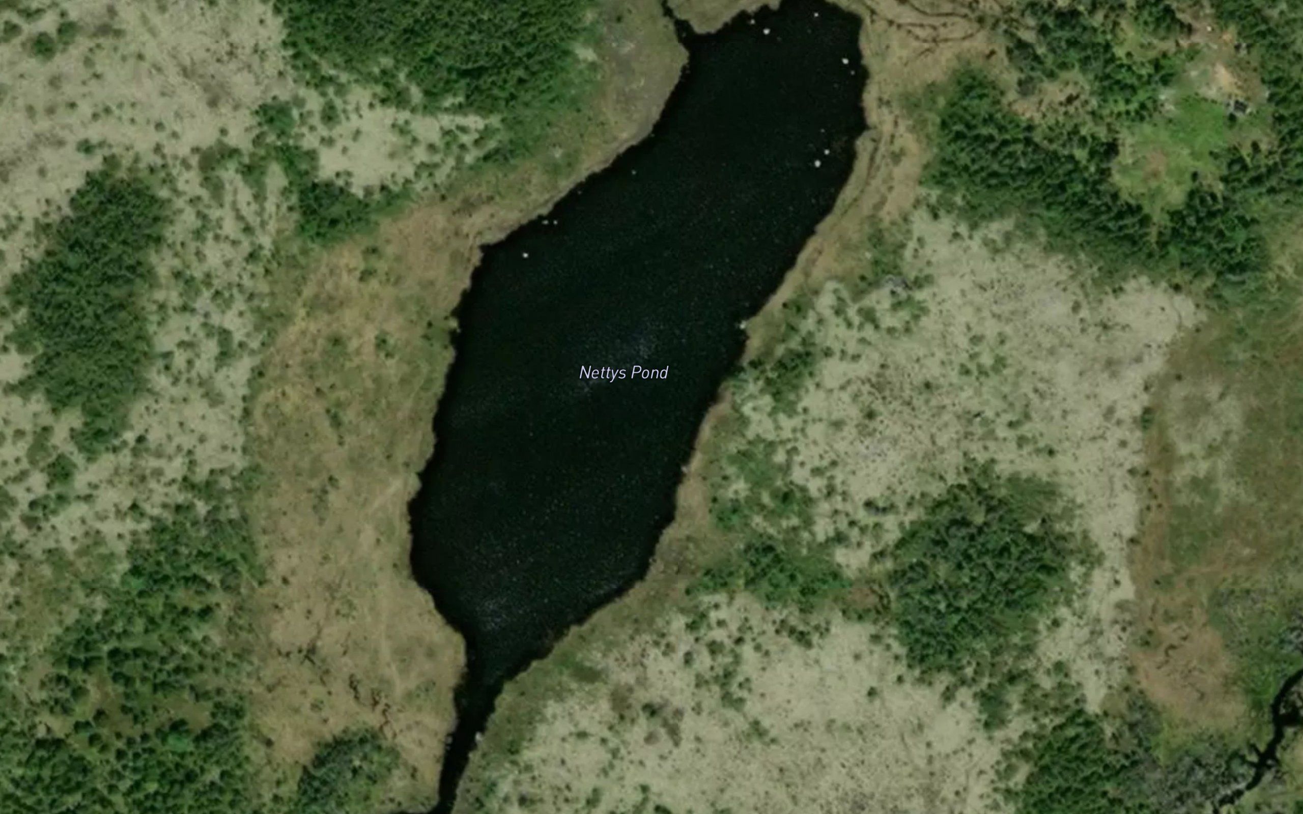 Nettys Pond