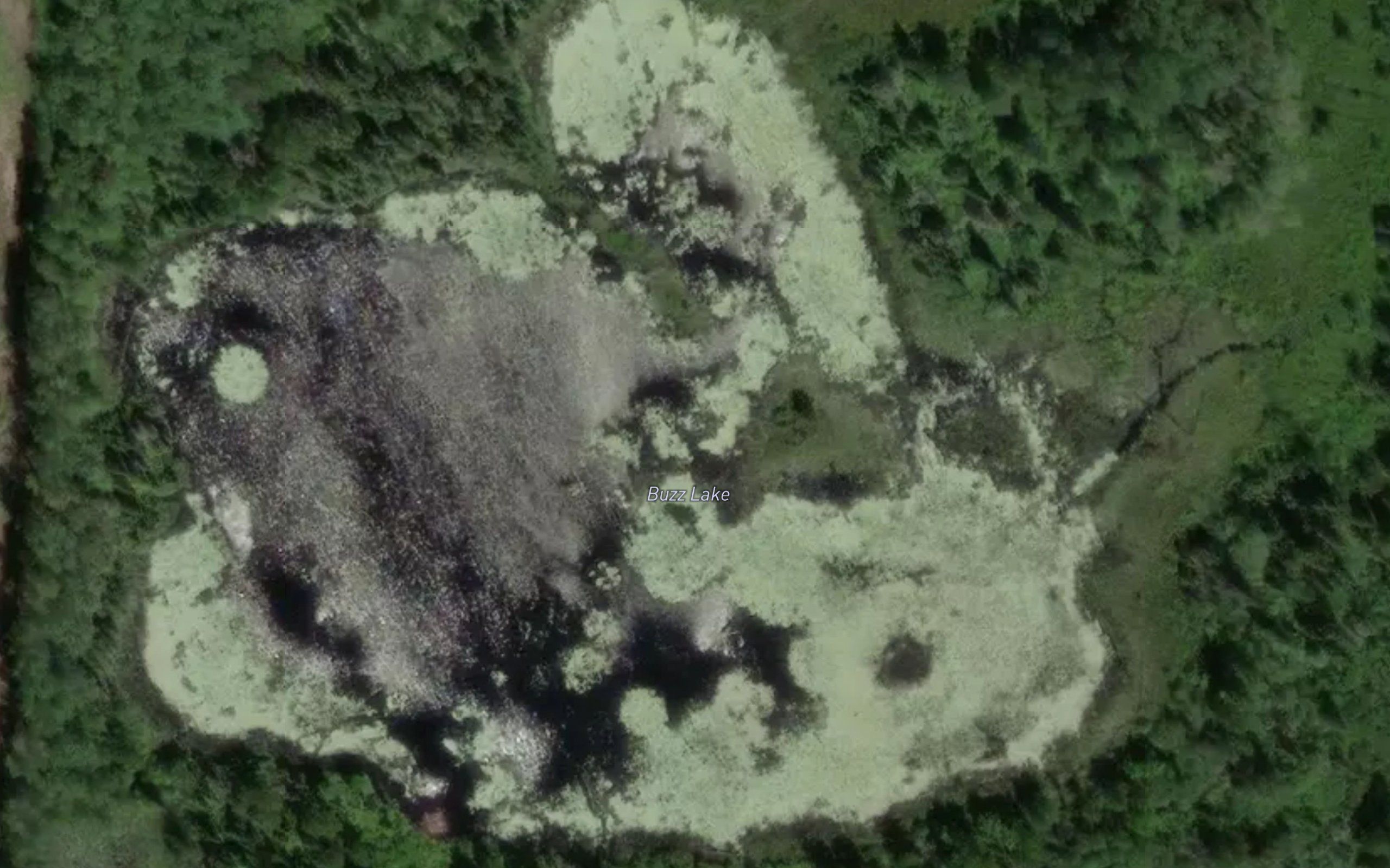 Buzz Lake