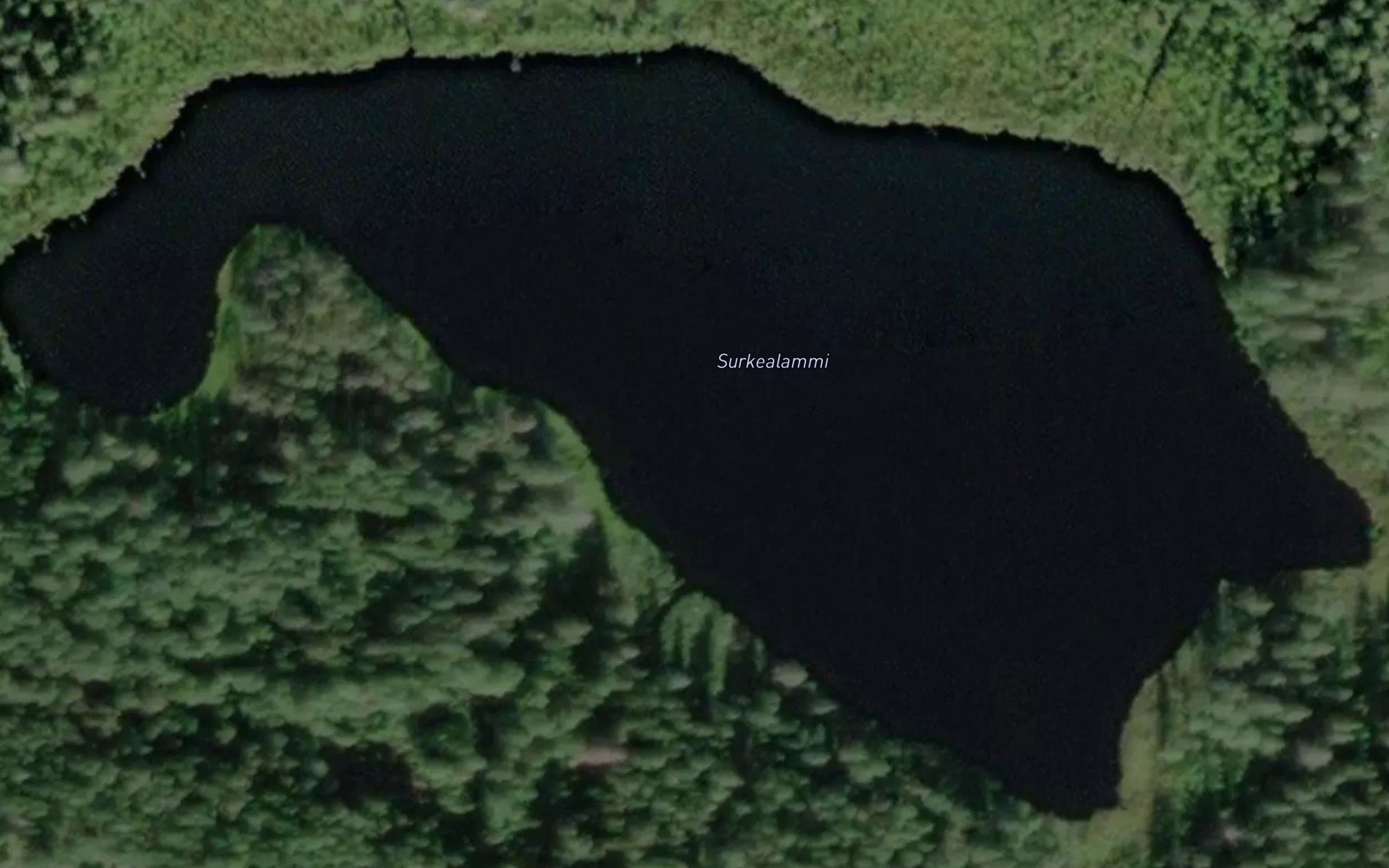 Surkealammi
