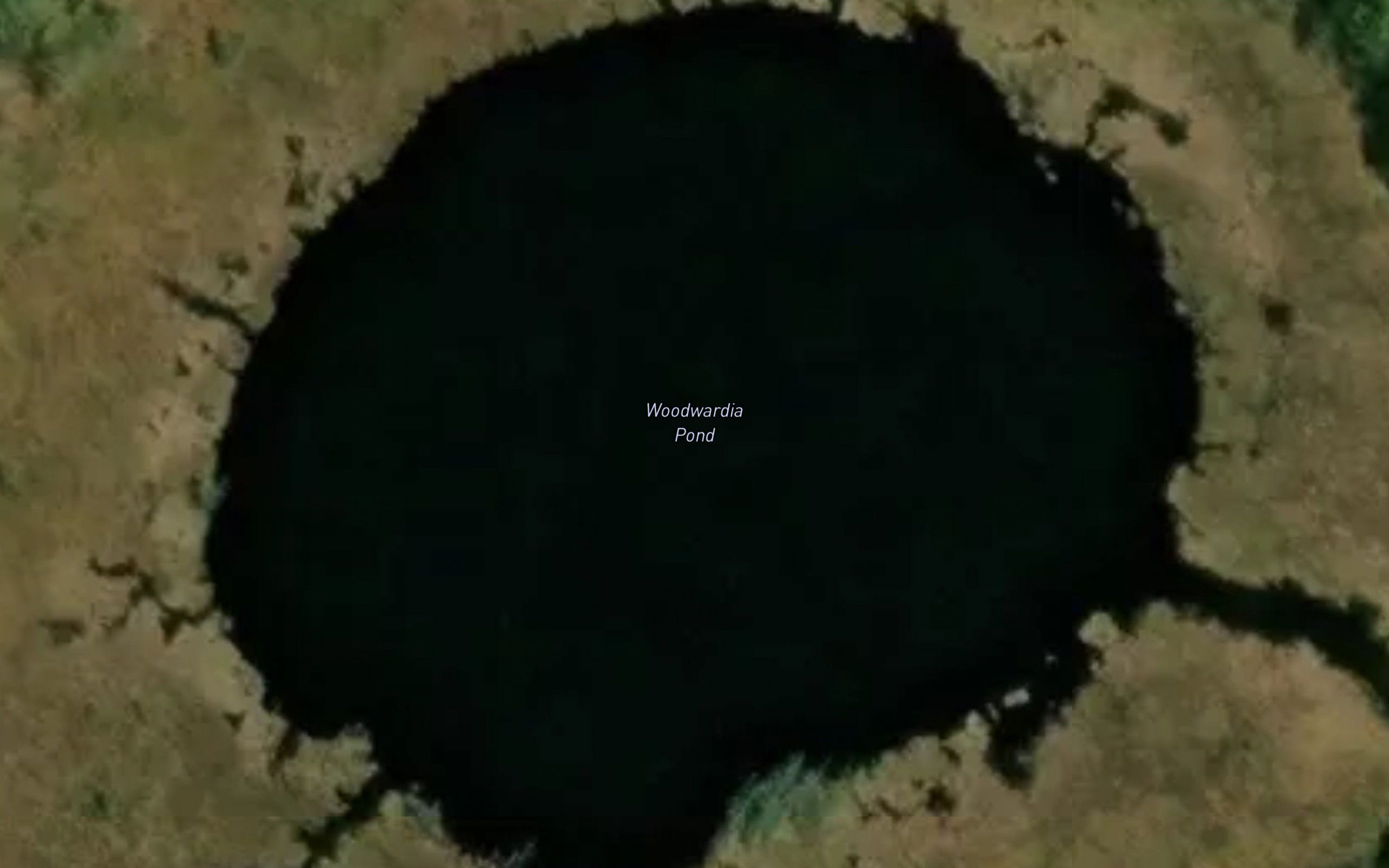 Woodwardia Pond