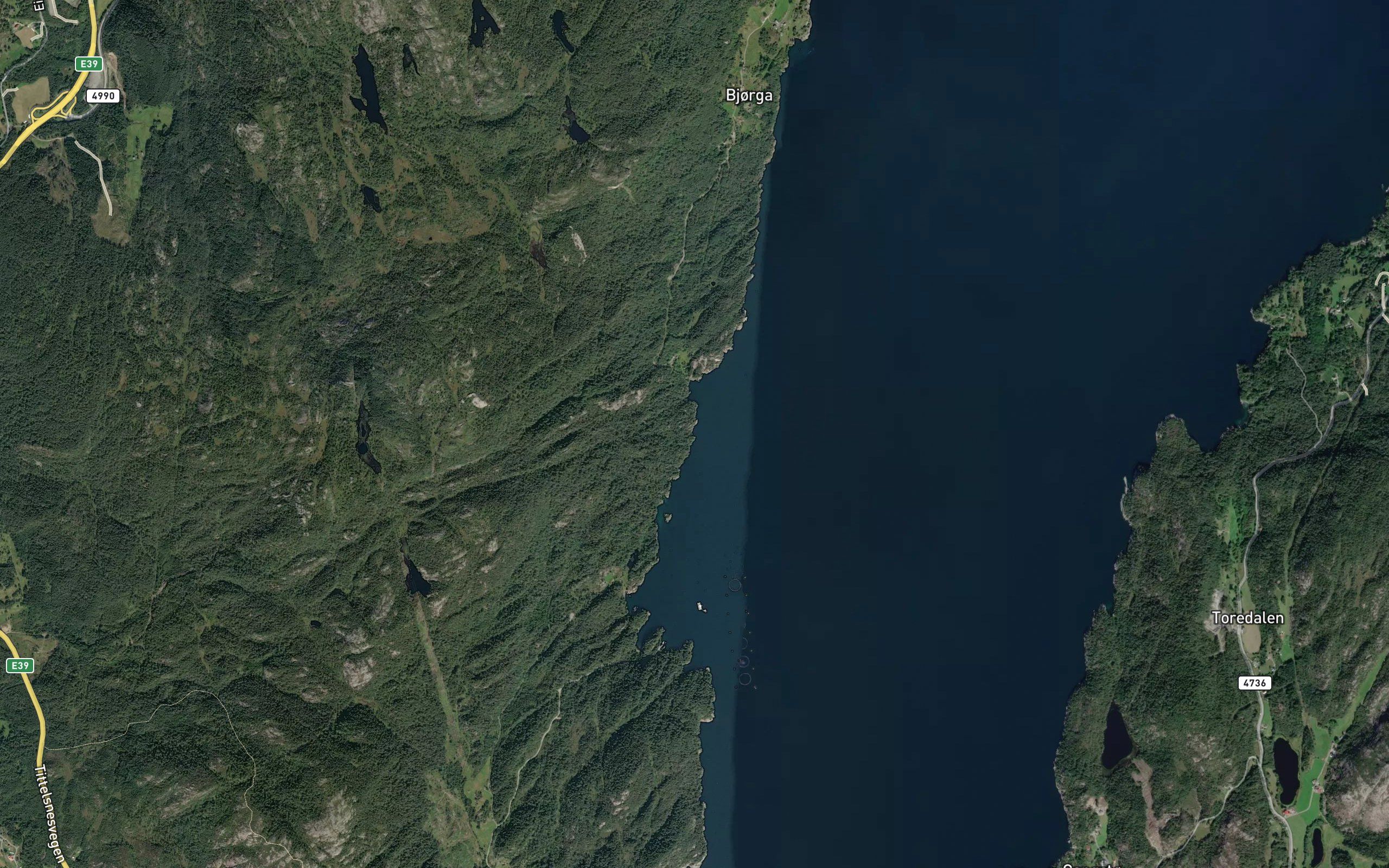 Kransevika