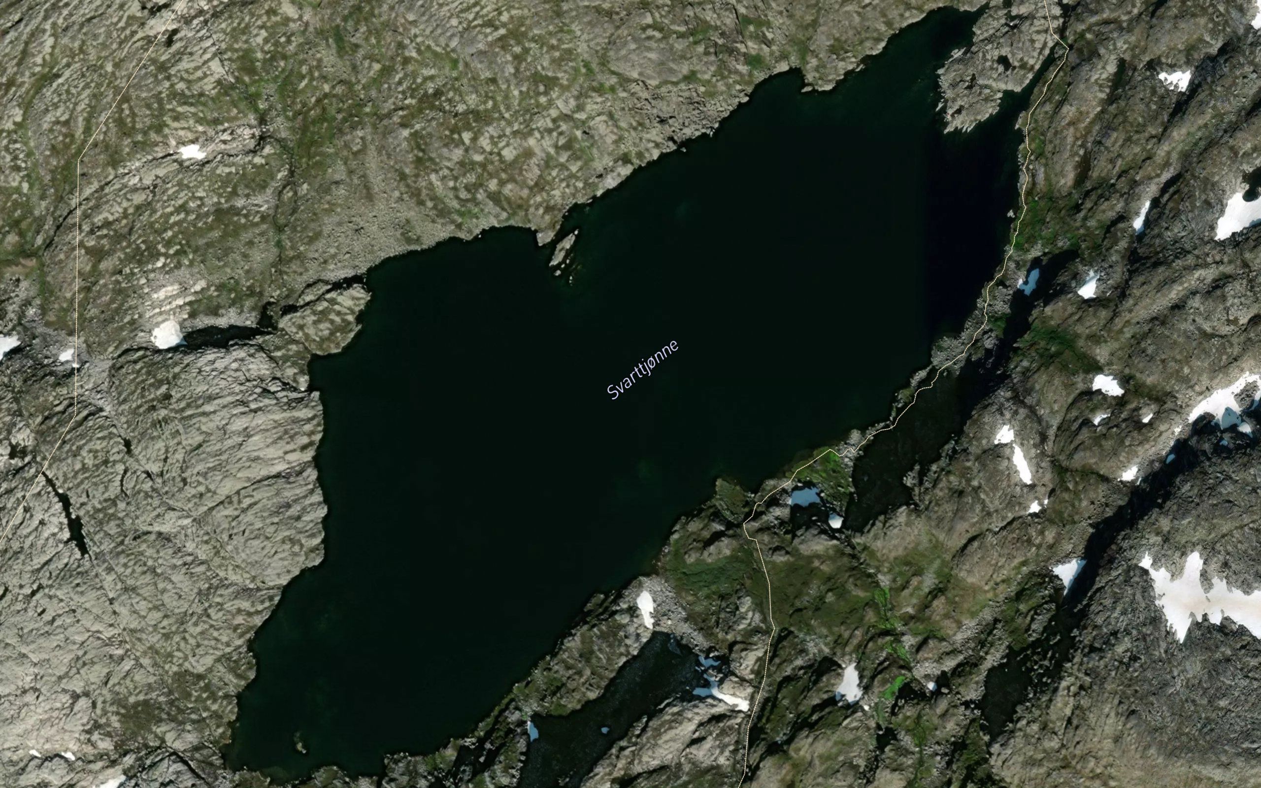 Svarttjorni
