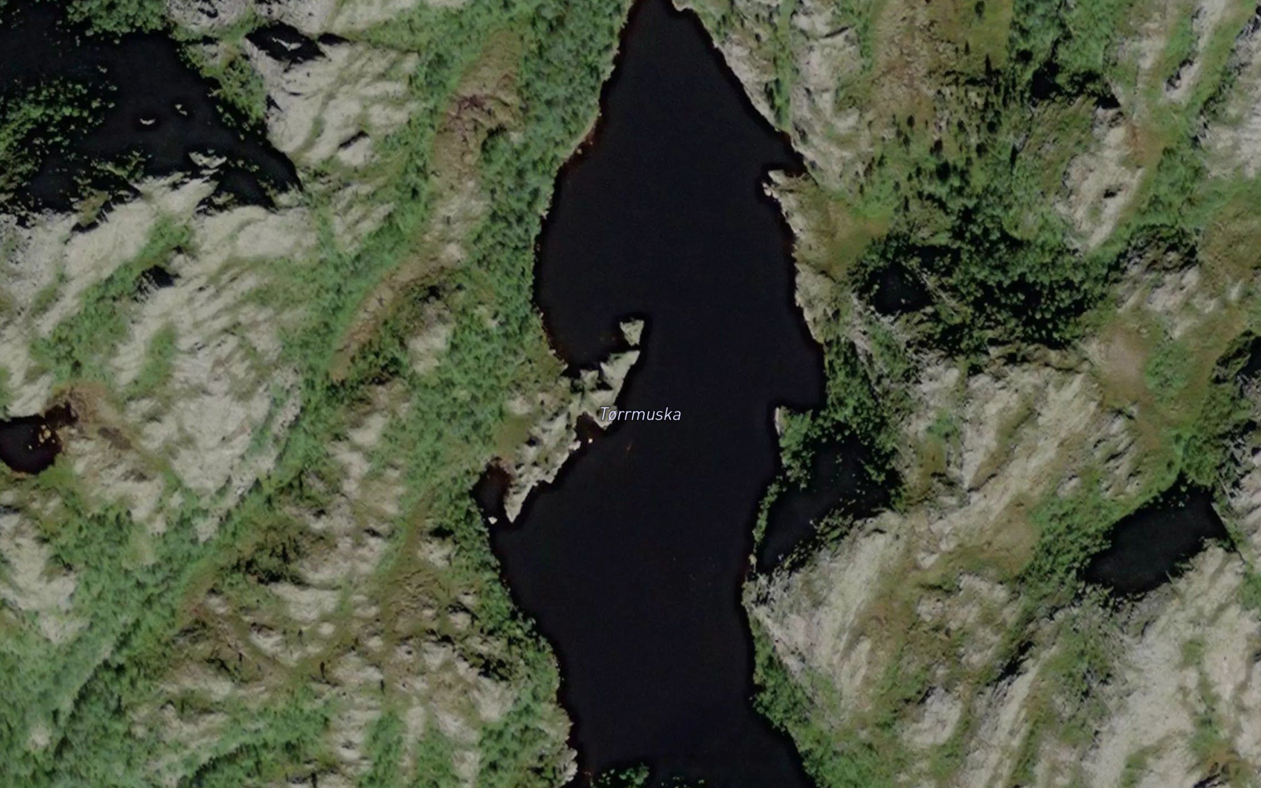 Torrmauska