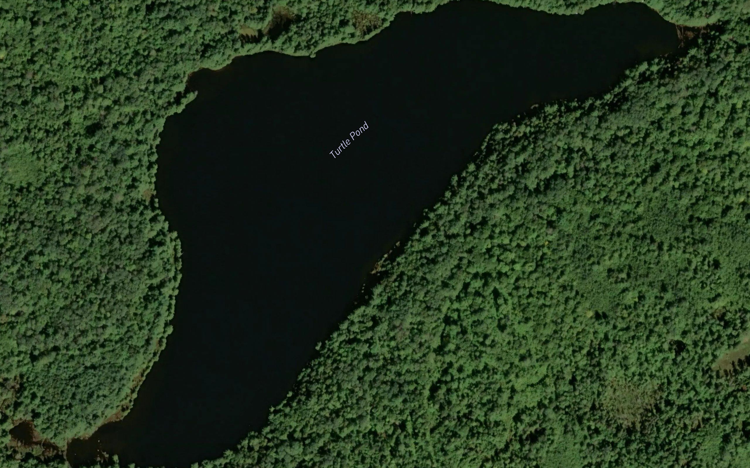 Turtle Pond