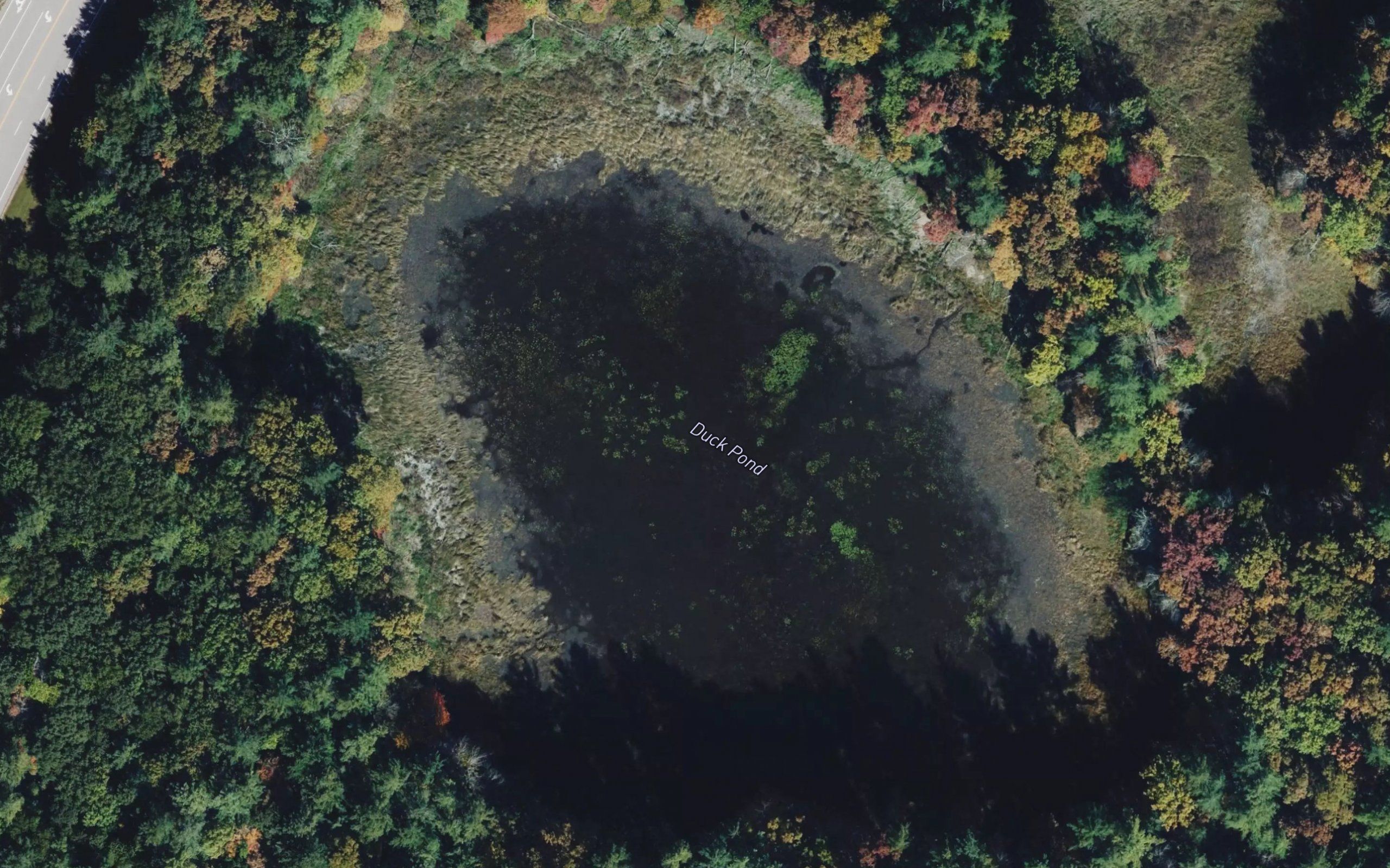 Duck Pond