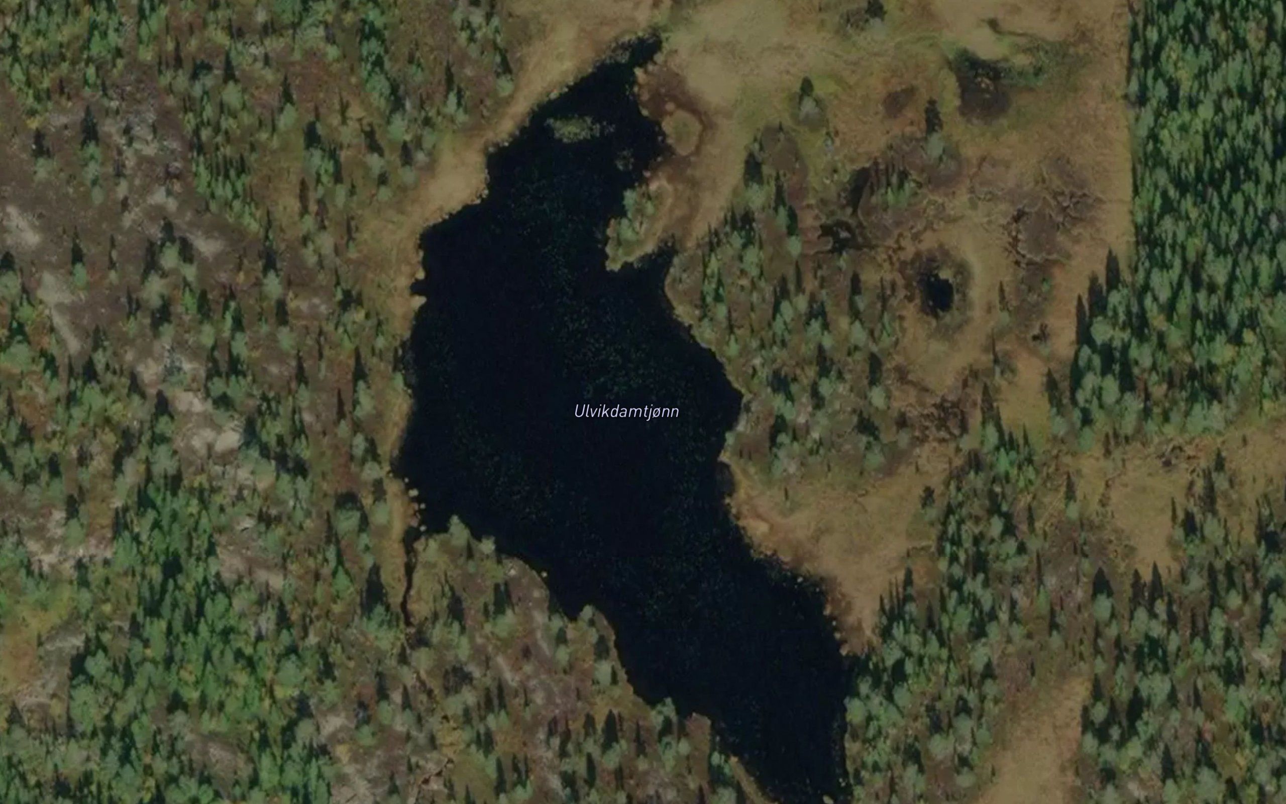 Damtjorn