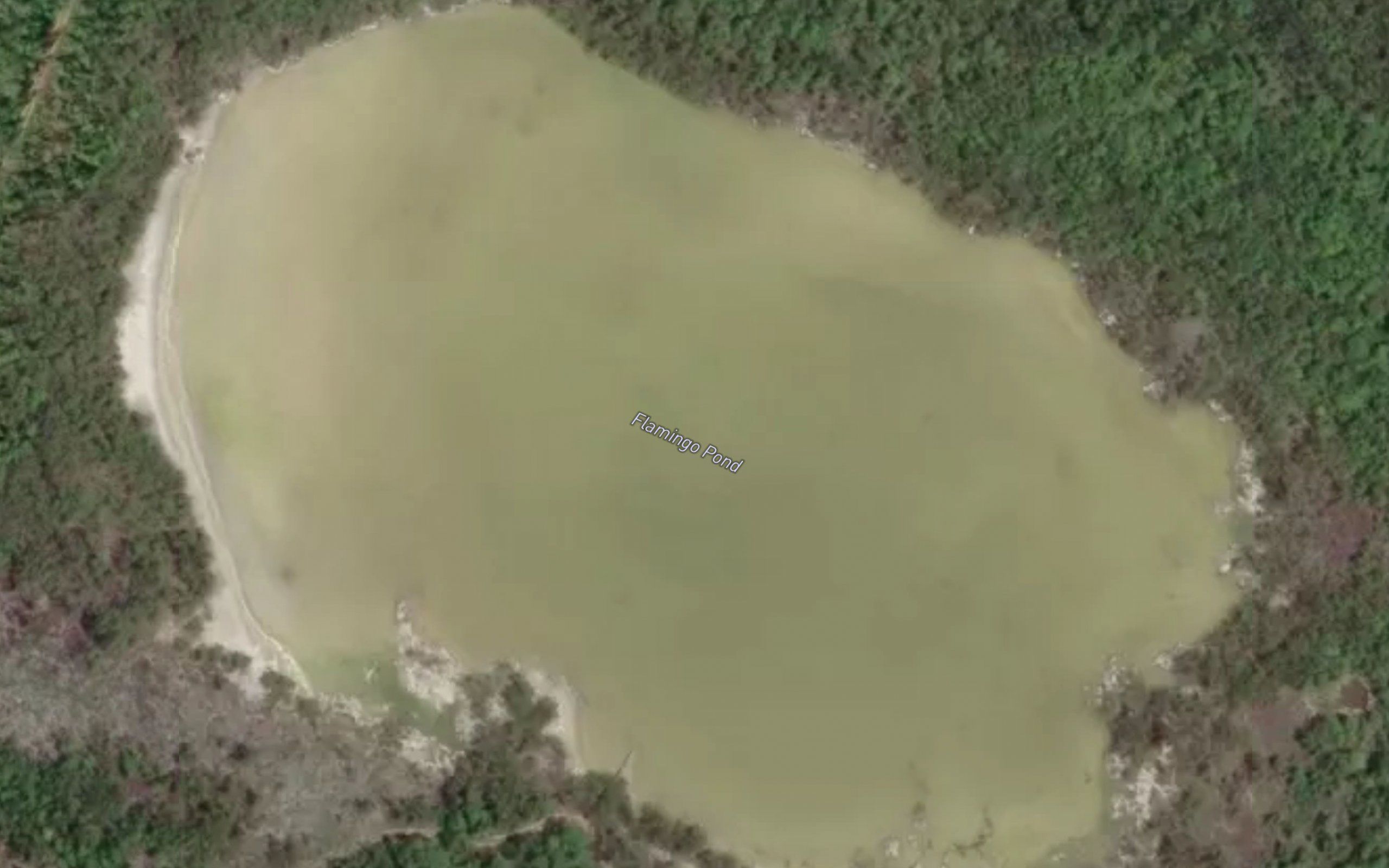 Flamingo Pond