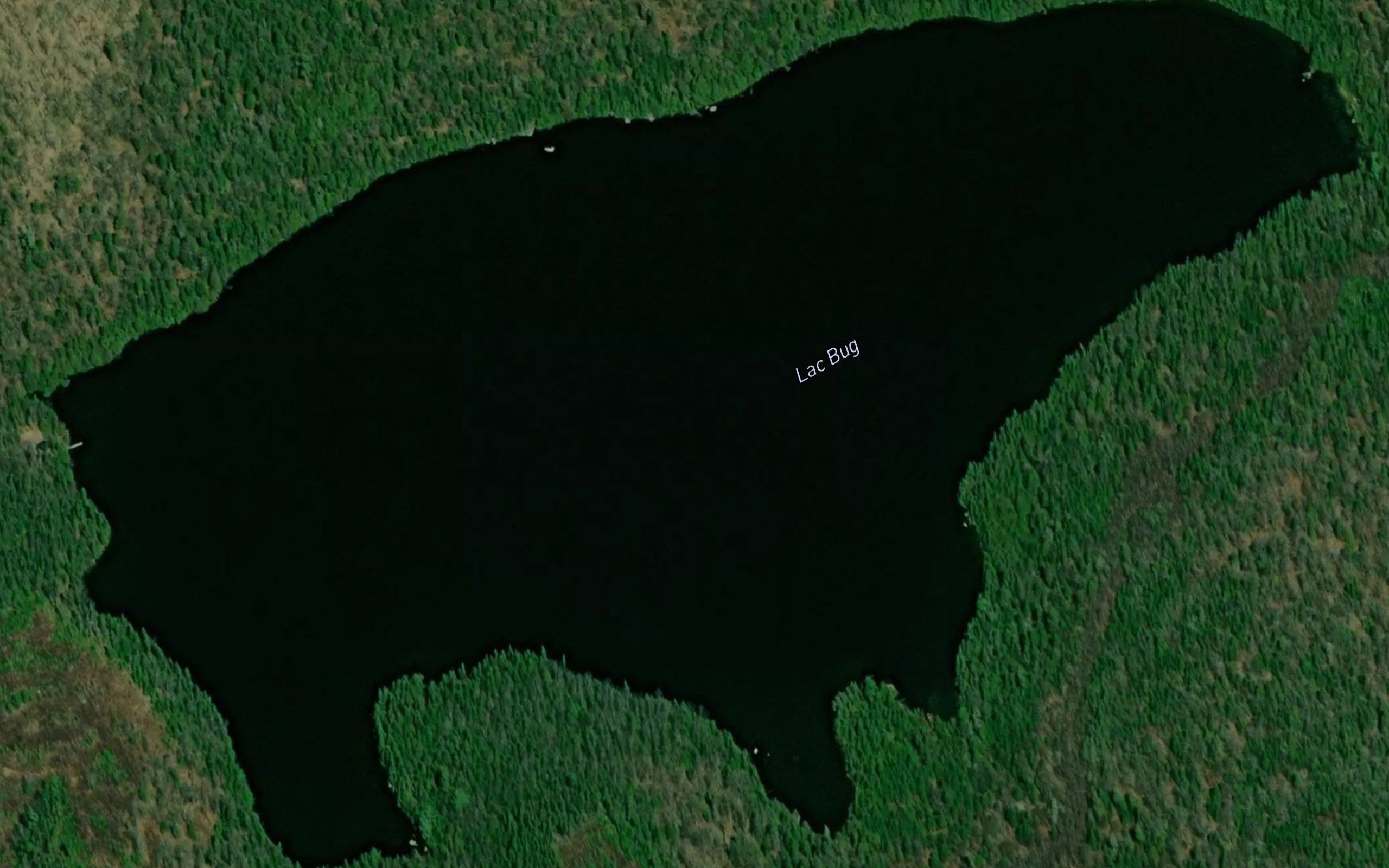 Lac Bug