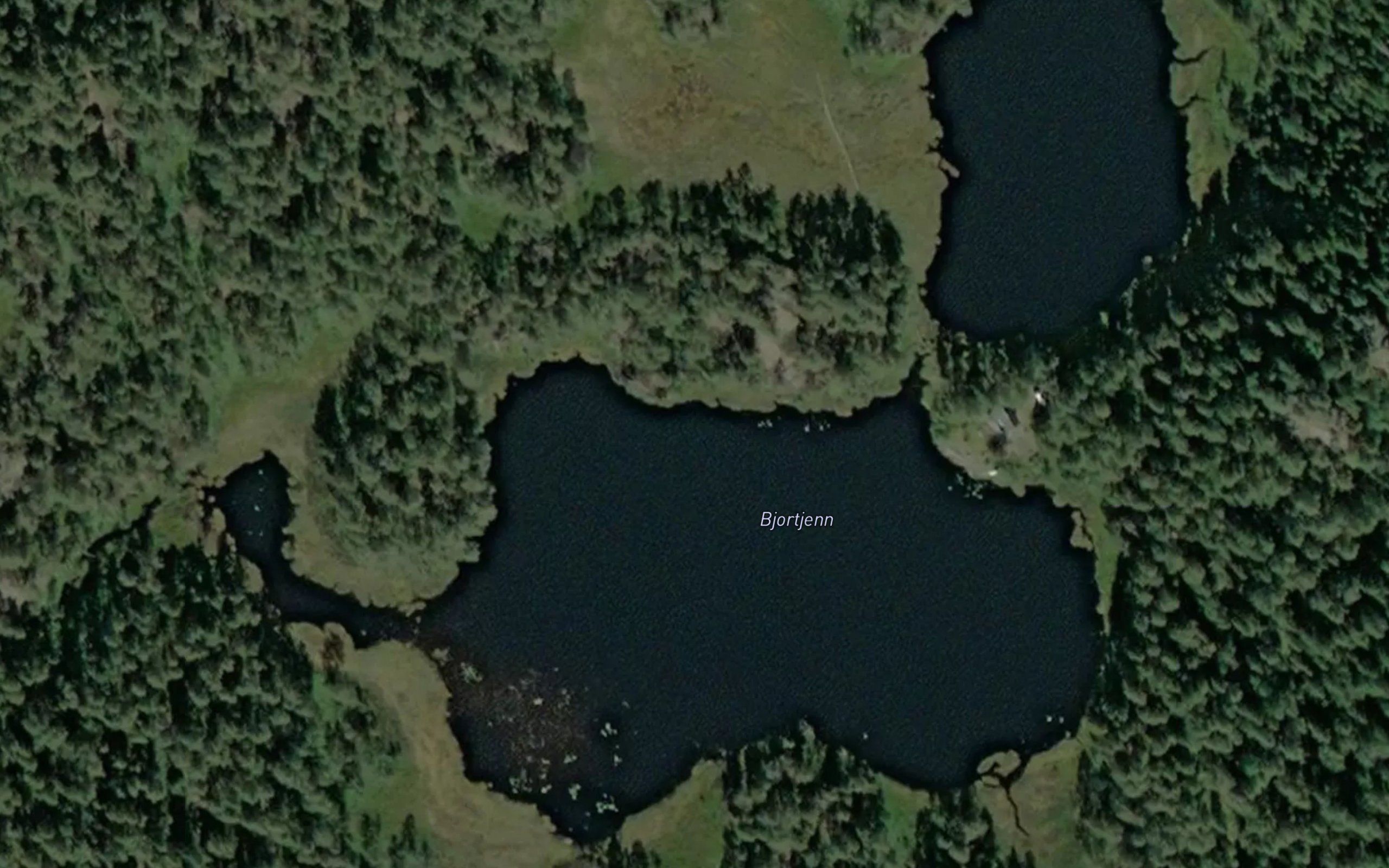 Bjortjorn